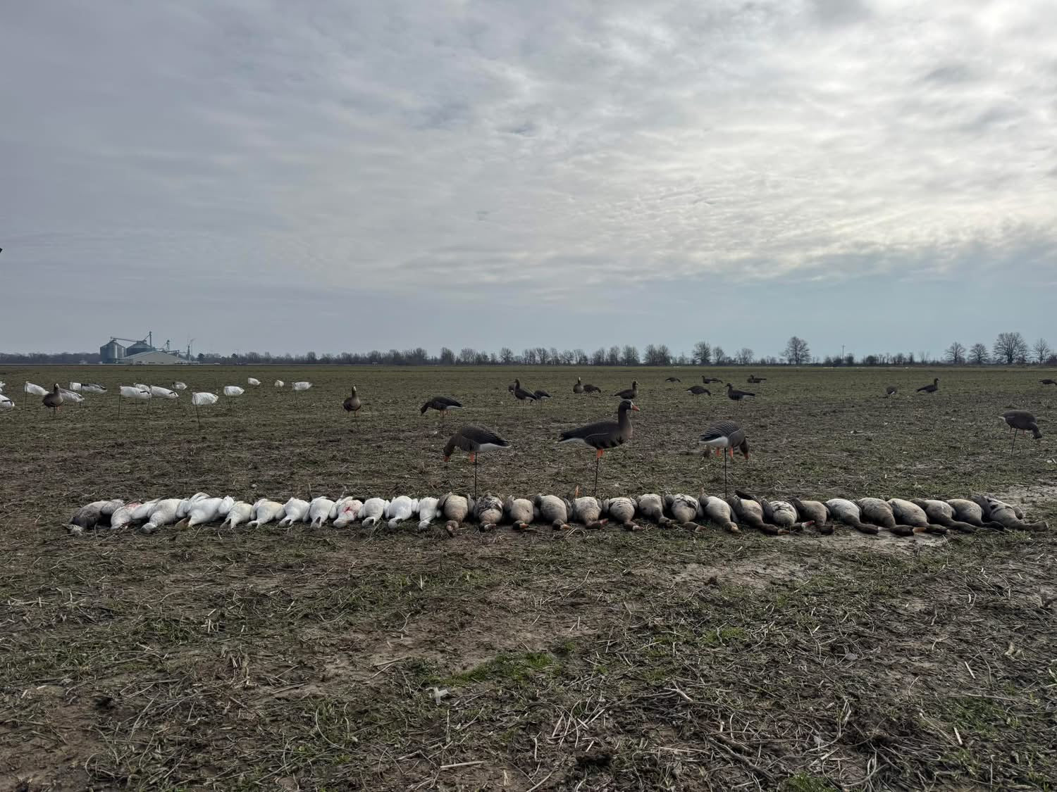 Snow Goose Windsock Decoys - 5 DOZEN