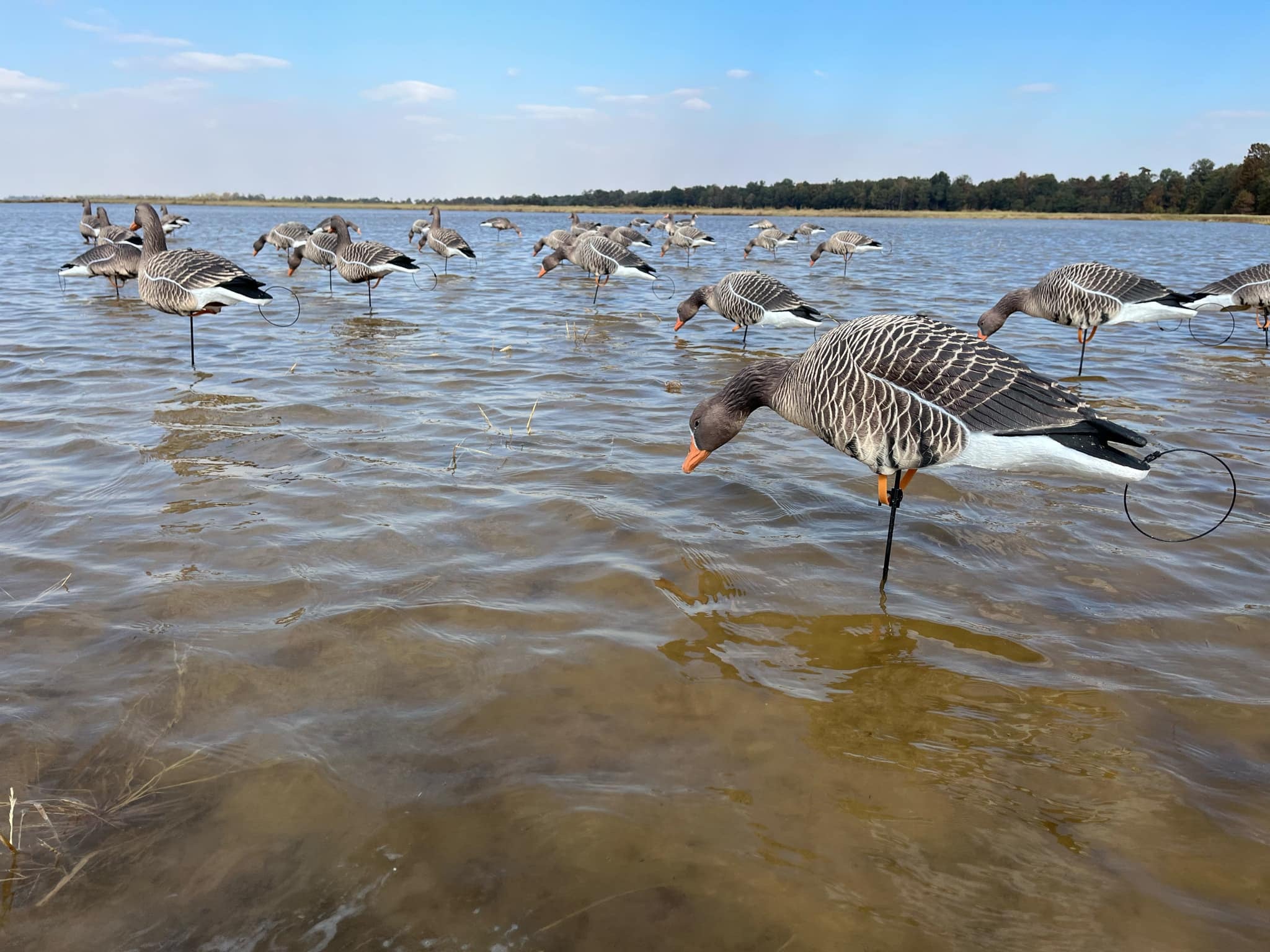 *** PRE-ORDER SALE *** Full Body Specklebelly Goose Decoys "EVA Plastic" (flexible body) - "Per Dozen"