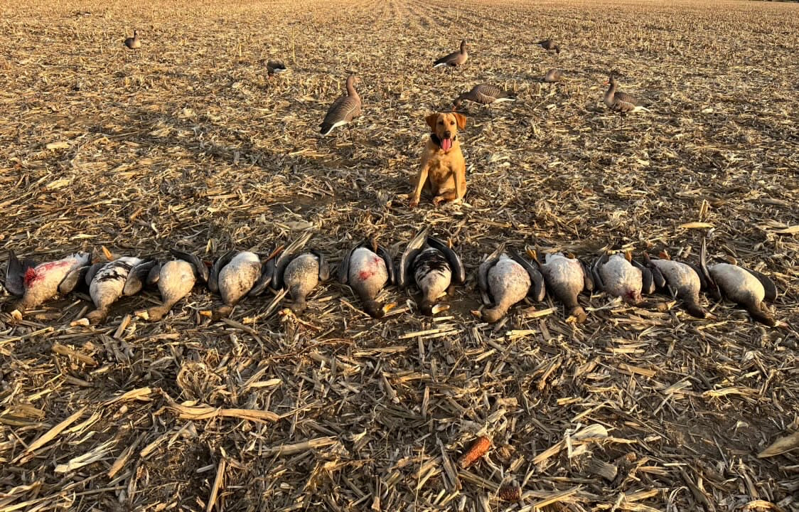 Full Body Specklebelly Goose Decoys "PE Plastic" (hard body) “Per 6-Pack"