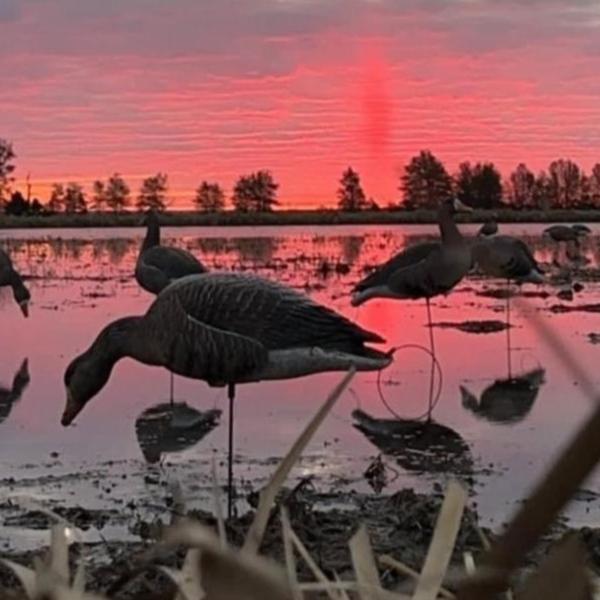 Full Body Specklebelly Goose Decoys "PE Plastic" (hard body) “Per 6-Pack"