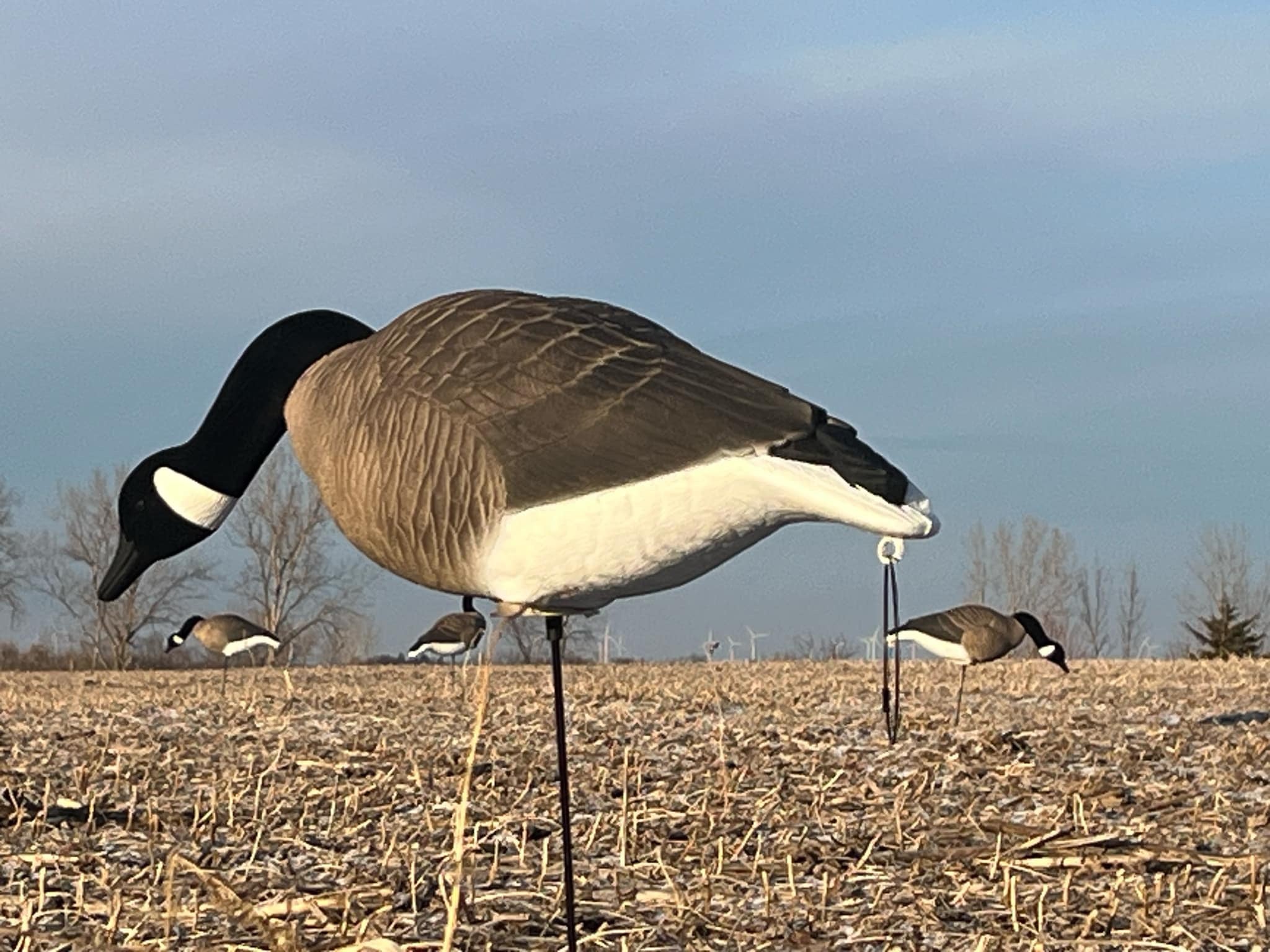 * Pre-Order Sale * Full Body "Magnum" Canada Goose Decoys "PE Plastic" with Flocked Heads. - "Per 6-Pack"