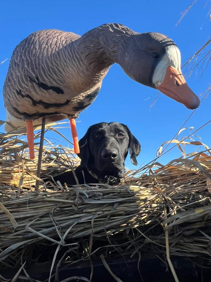 Full Body Specklebelly Goose Decoys "PE Plastic" (hard body) “Per 6-Pack"