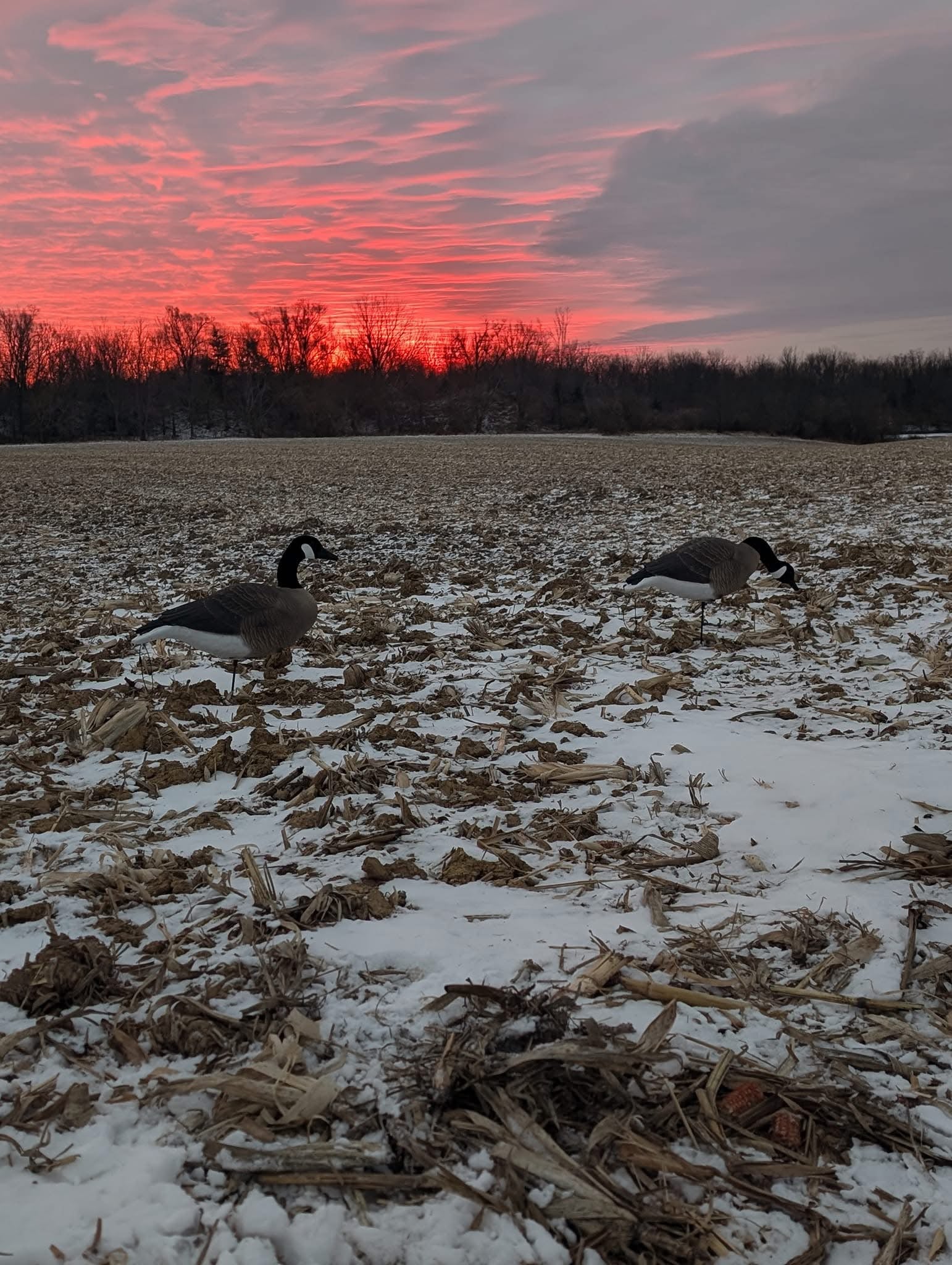 * Pre-Order Sale * Full Body "Magnum" Canada Goose Decoys "PE Plastic" with Flocked Heads. - "Per 6-Pack"