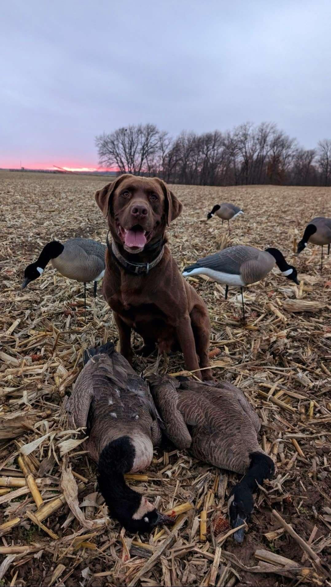 * Pre-Order Sale * Full Body "Magnum" Canada Goose Decoys "PE Plastic" with Flocked Heads. - "Per 6-Pack"