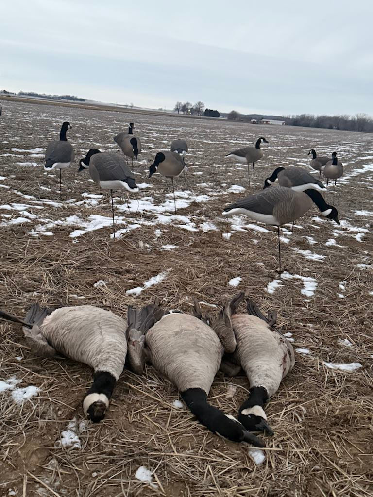 * Pre-Order Sale * Full Body "Magnum" Canada Goose Decoys "PE Plastic" with Flocked Heads. - "Per 6-Pack"