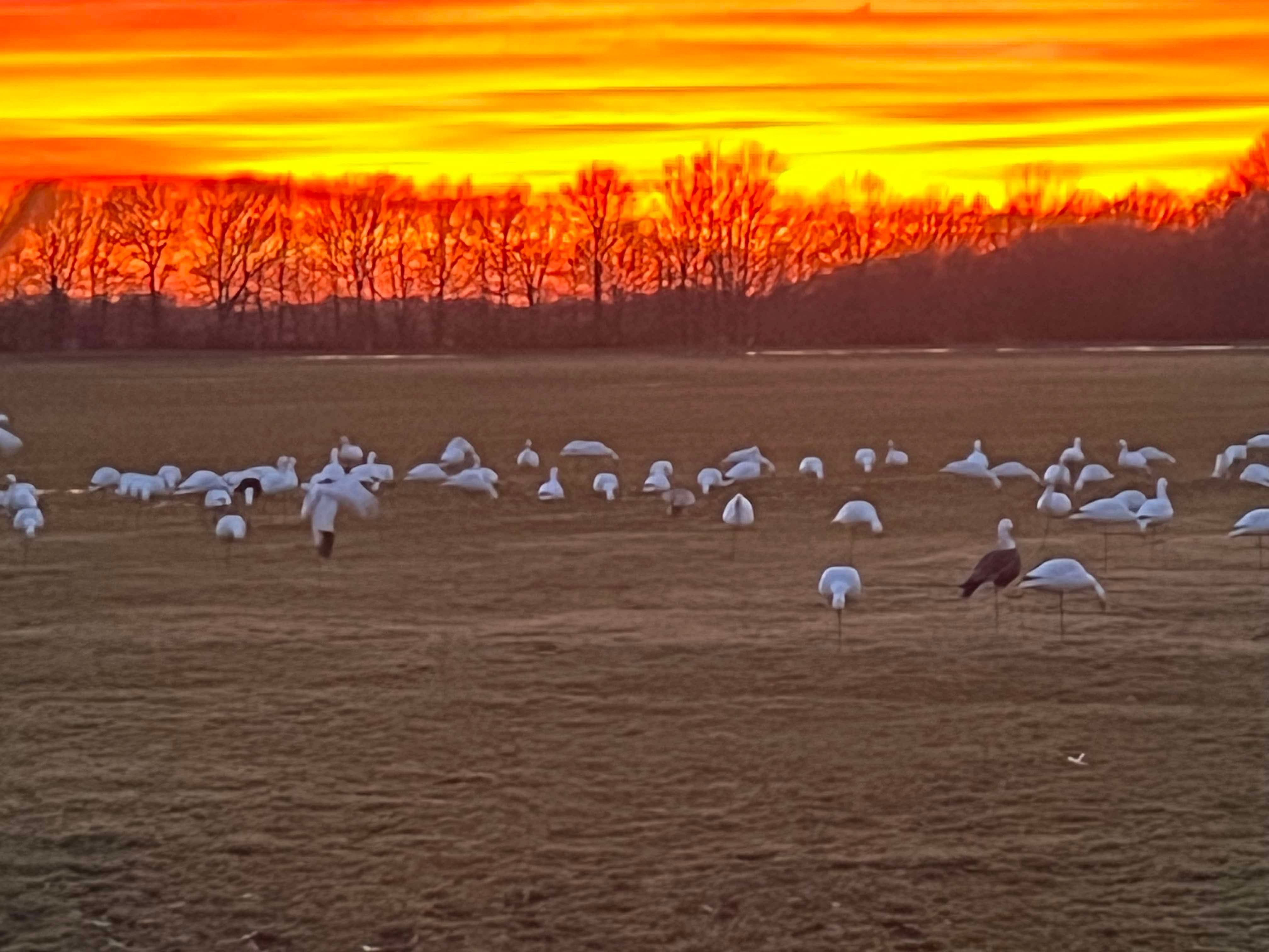 Full Body Snow Goose Decoys "PE Plastic" (hard body) - “Per 6-Pack”