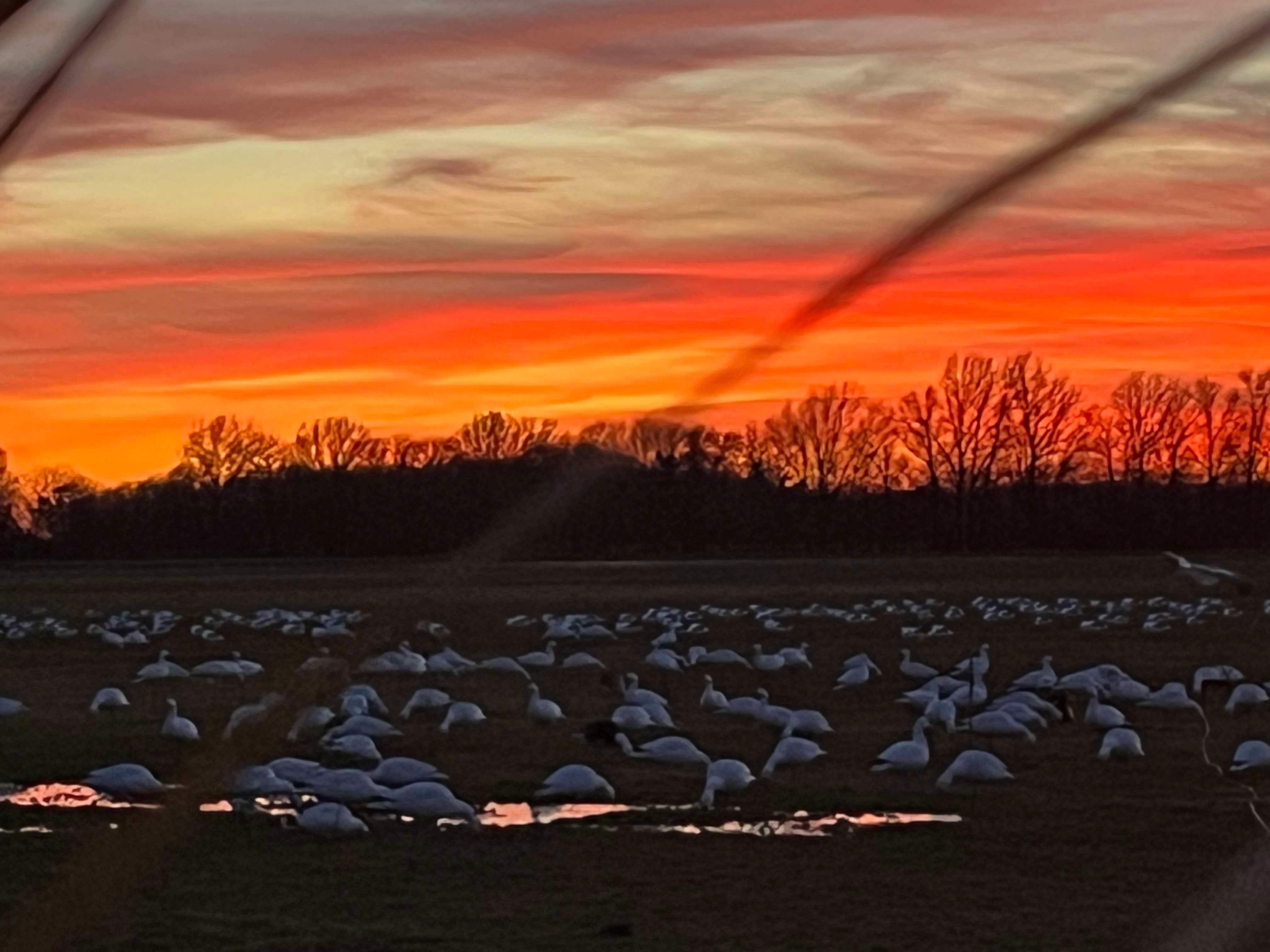 Full Body Snow Goose Decoys "PE Plastic" (hard body) - “Per 6-Pack”
