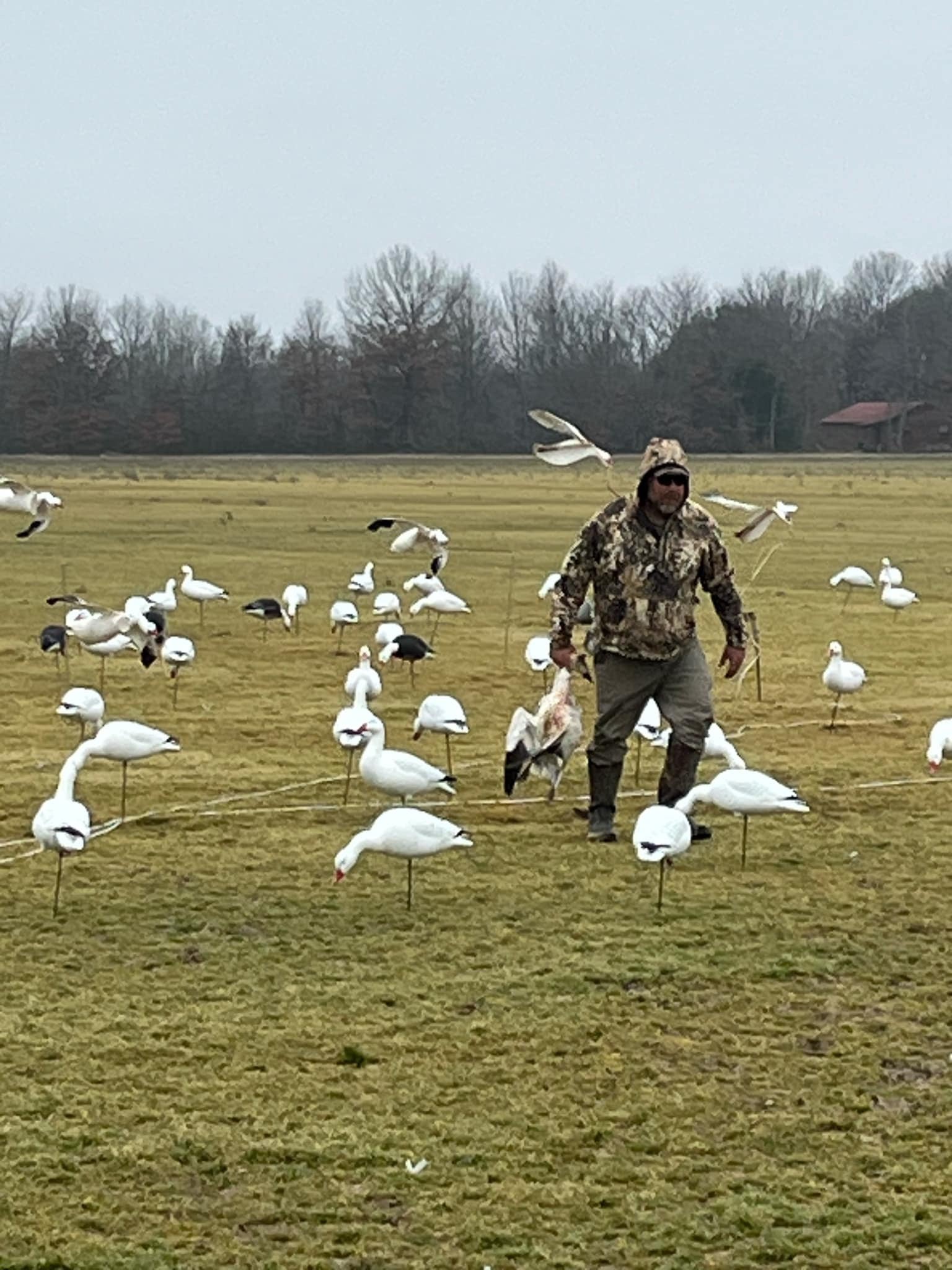 Full Body Snow Goose Decoys "PE Plastic" (hard body) - “Per 6-Pack”