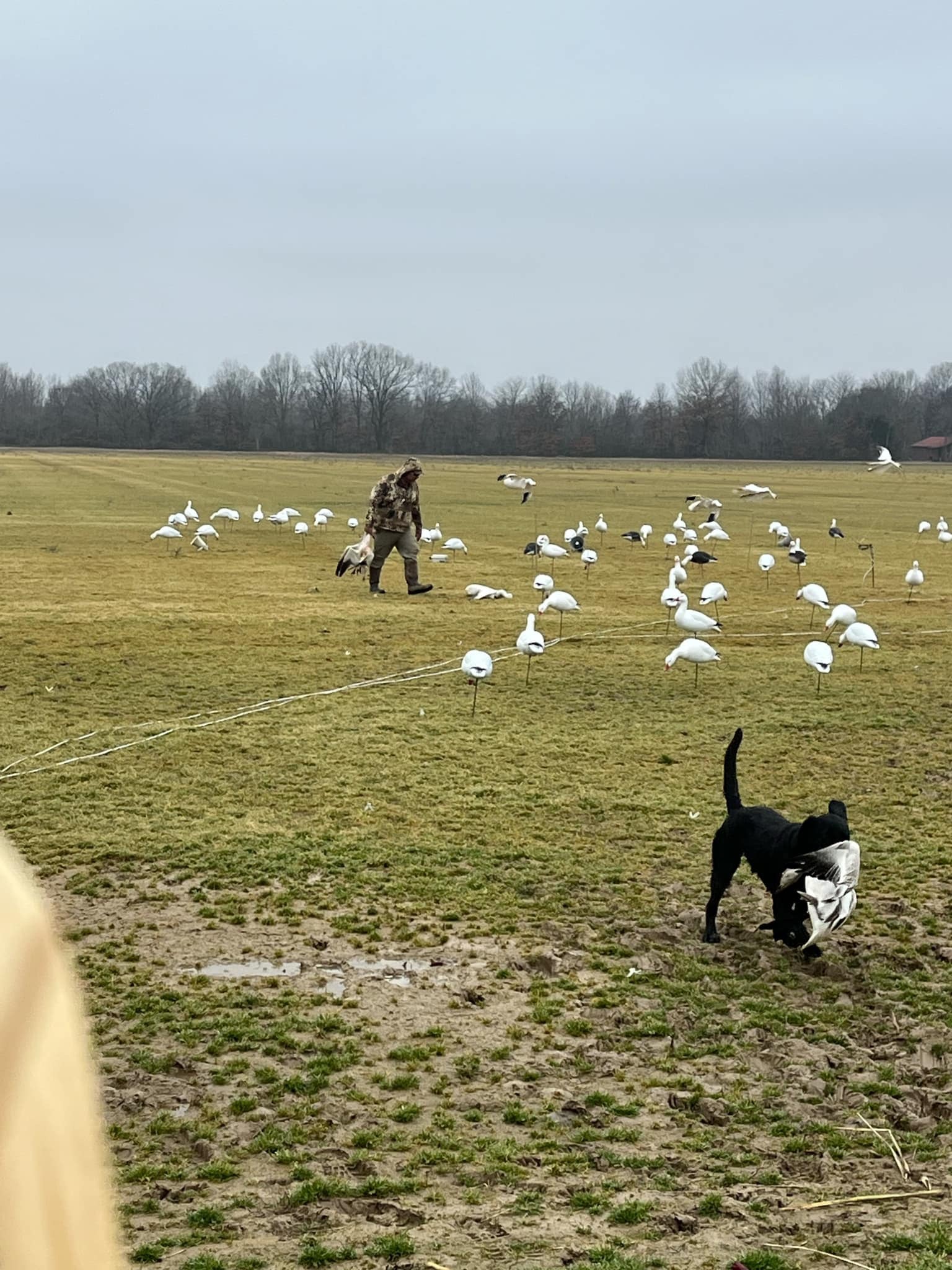 Full Body Snow Goose Decoys "PE Plastic" (hard body) - “Per 6-Pack”