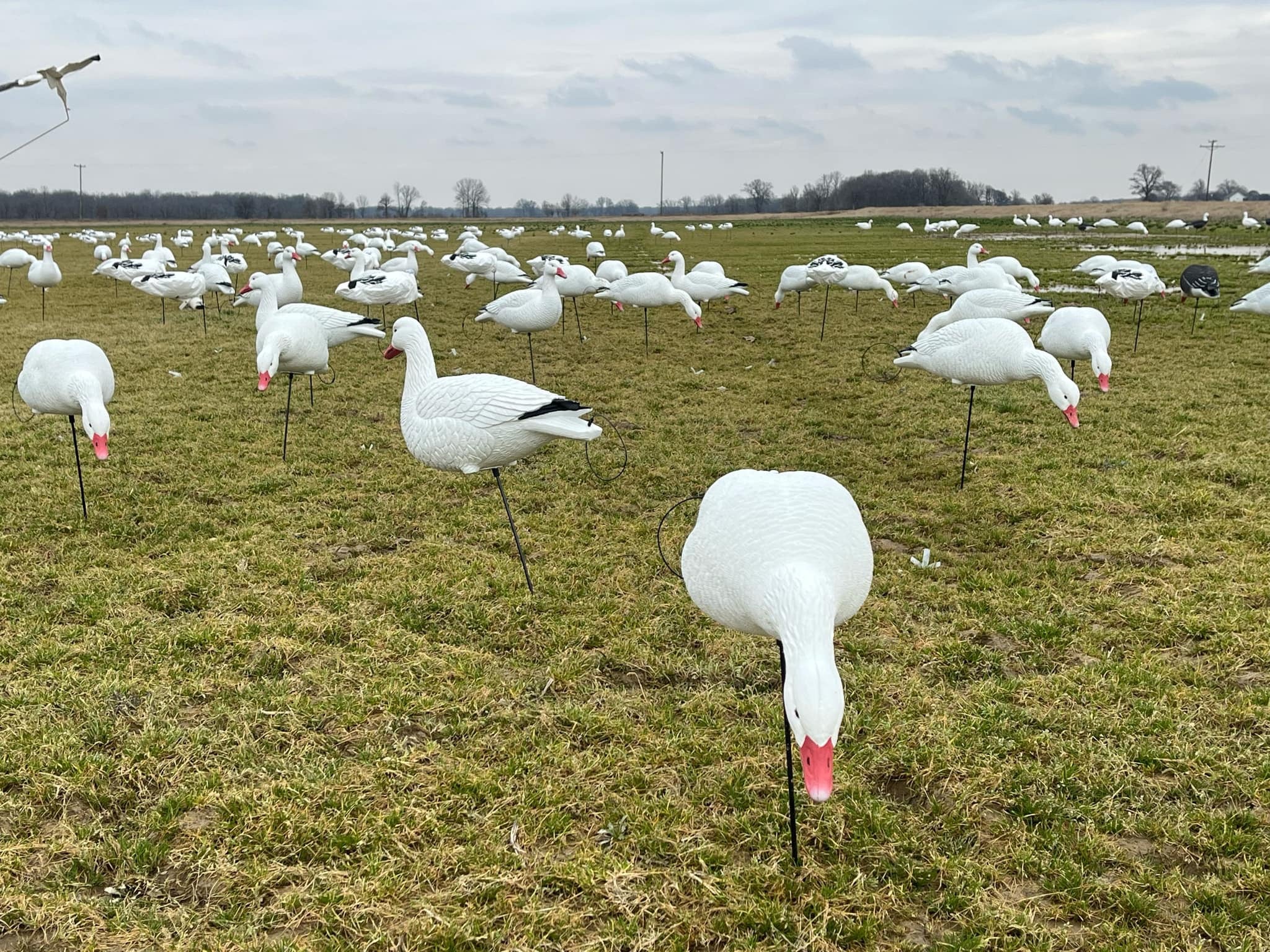 Full Body Snow Goose Decoys "PE Plastic" (hard body) - “Per 6-Pack”