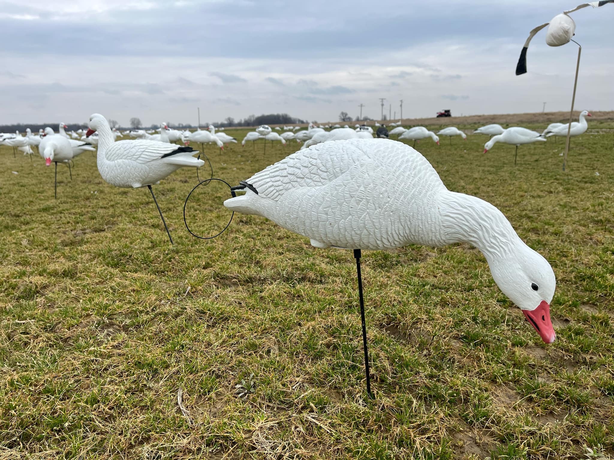 Full Body Snow Goose Decoys "PE Plastic" (hard body) - “Per 6-Pack”