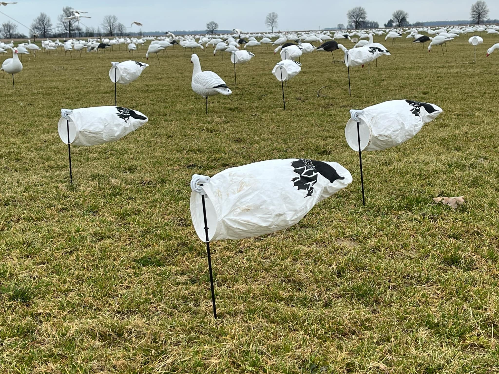 Snow Goose Windsock Decoys - 5 DOZEN
