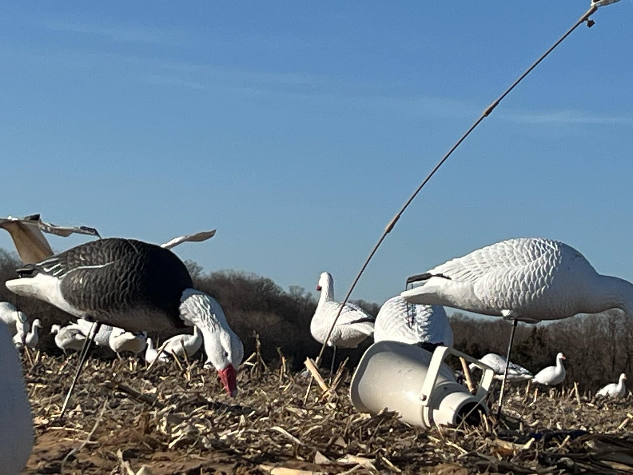 Full Body Snow Goose Decoys "PE Plastic" (hard body) - “Per 6-Pack”