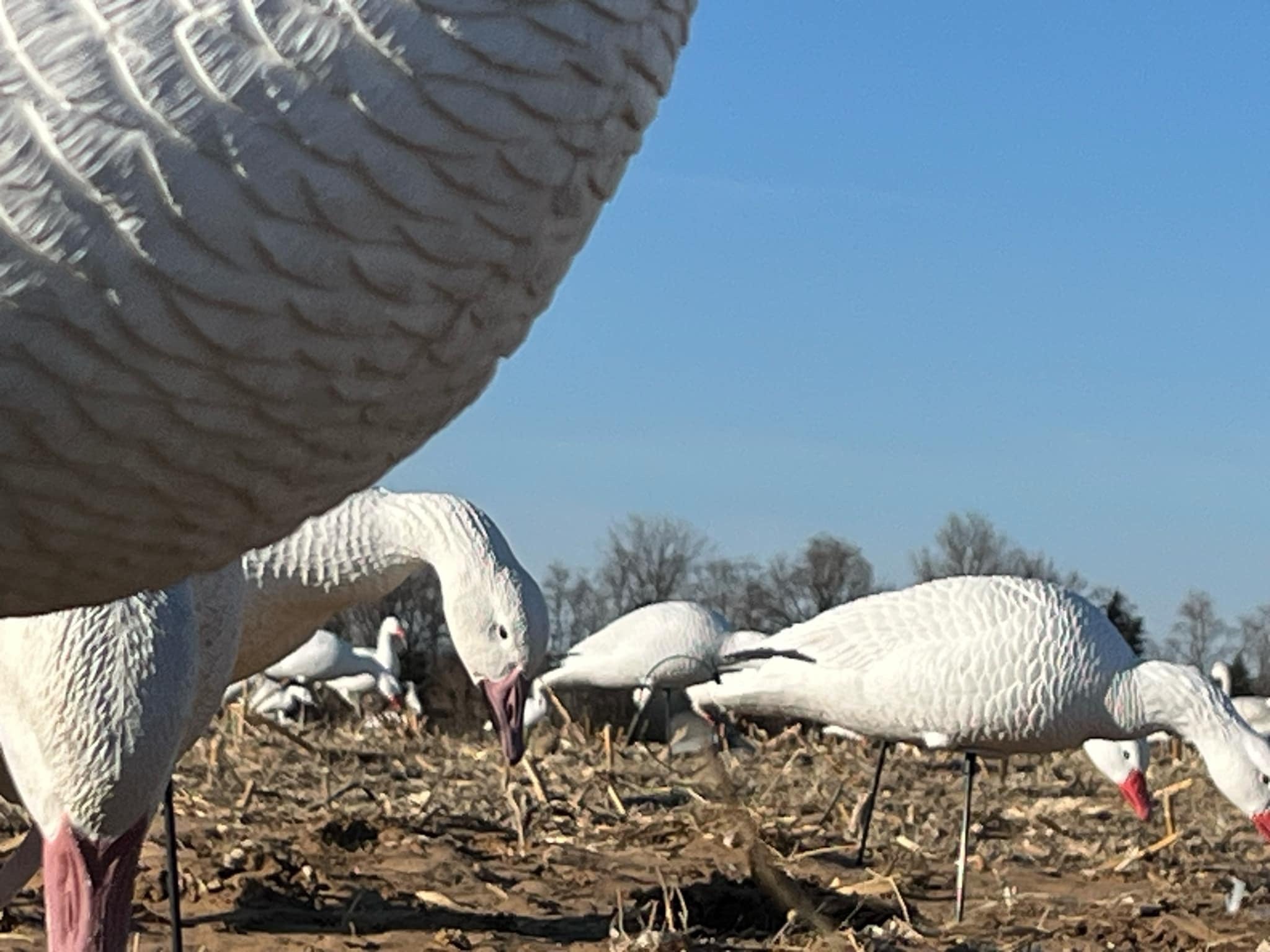 Full Body Snow Goose Decoys "PE Plastic" (hard body) - “Per 6-Pack”