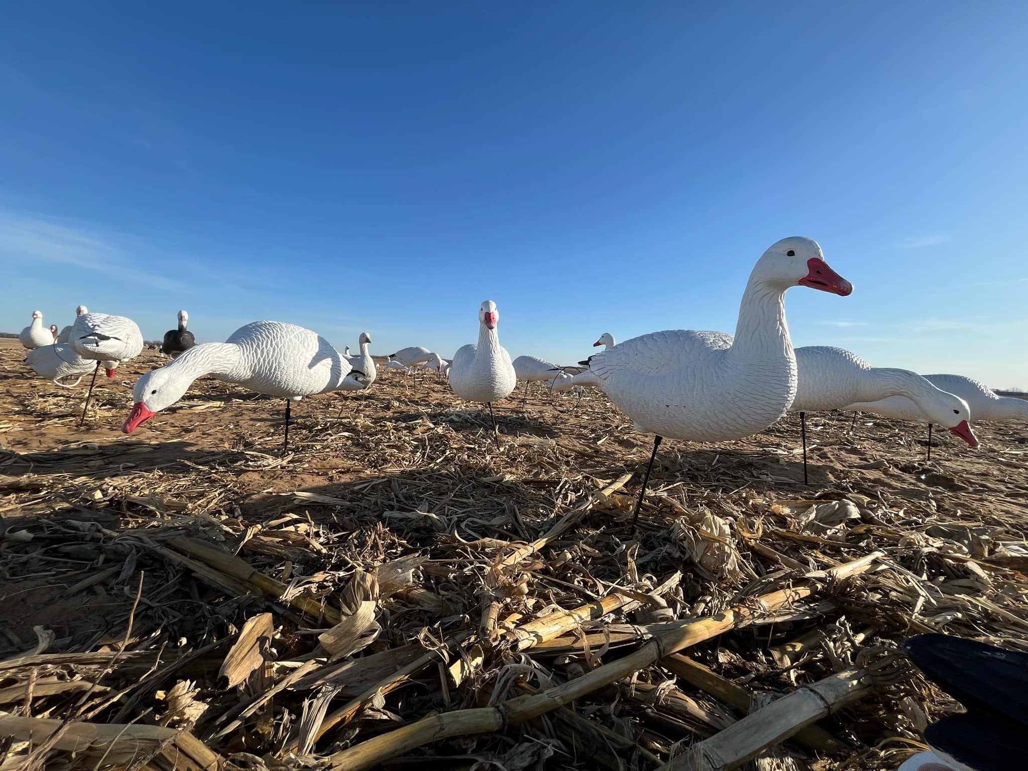 Full Body Snow Goose Decoys "PE Plastic" (hard body) - “Per 6-Pack”