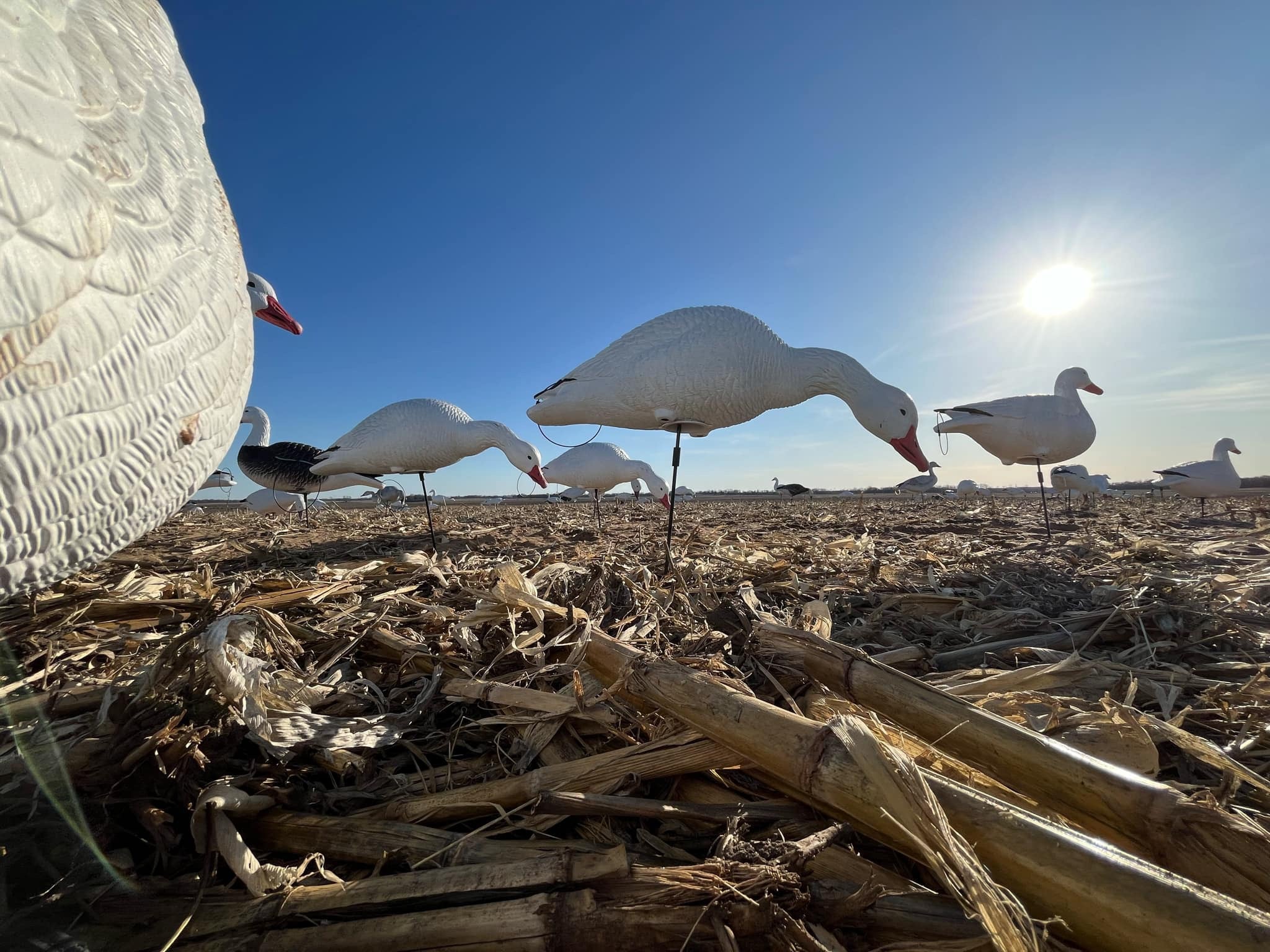 Full Body Snow Goose Decoys "PE Plastic" (hard body) - “Per 6-Pack”