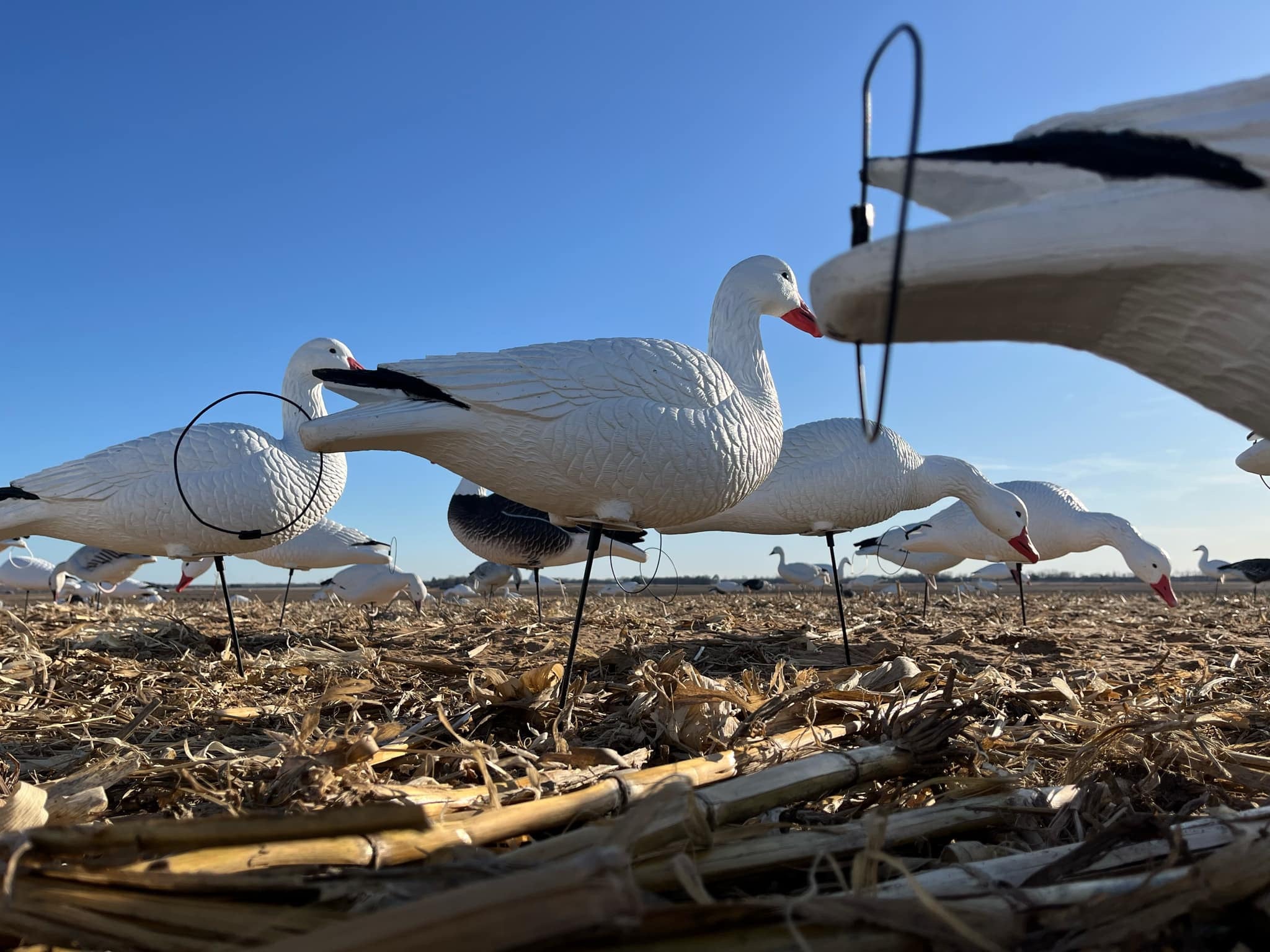 Full Body Snow Goose Decoys "PE Plastic" (hard body) - “Per 6-Pack”