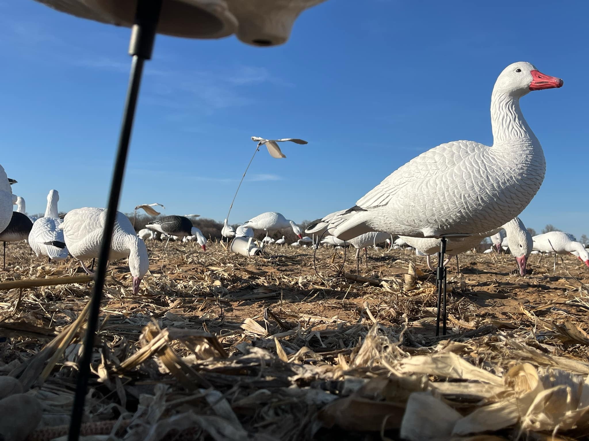 Full Body Snow Goose Decoys "PE Plastic" (hard body) - “Per 6-Pack”