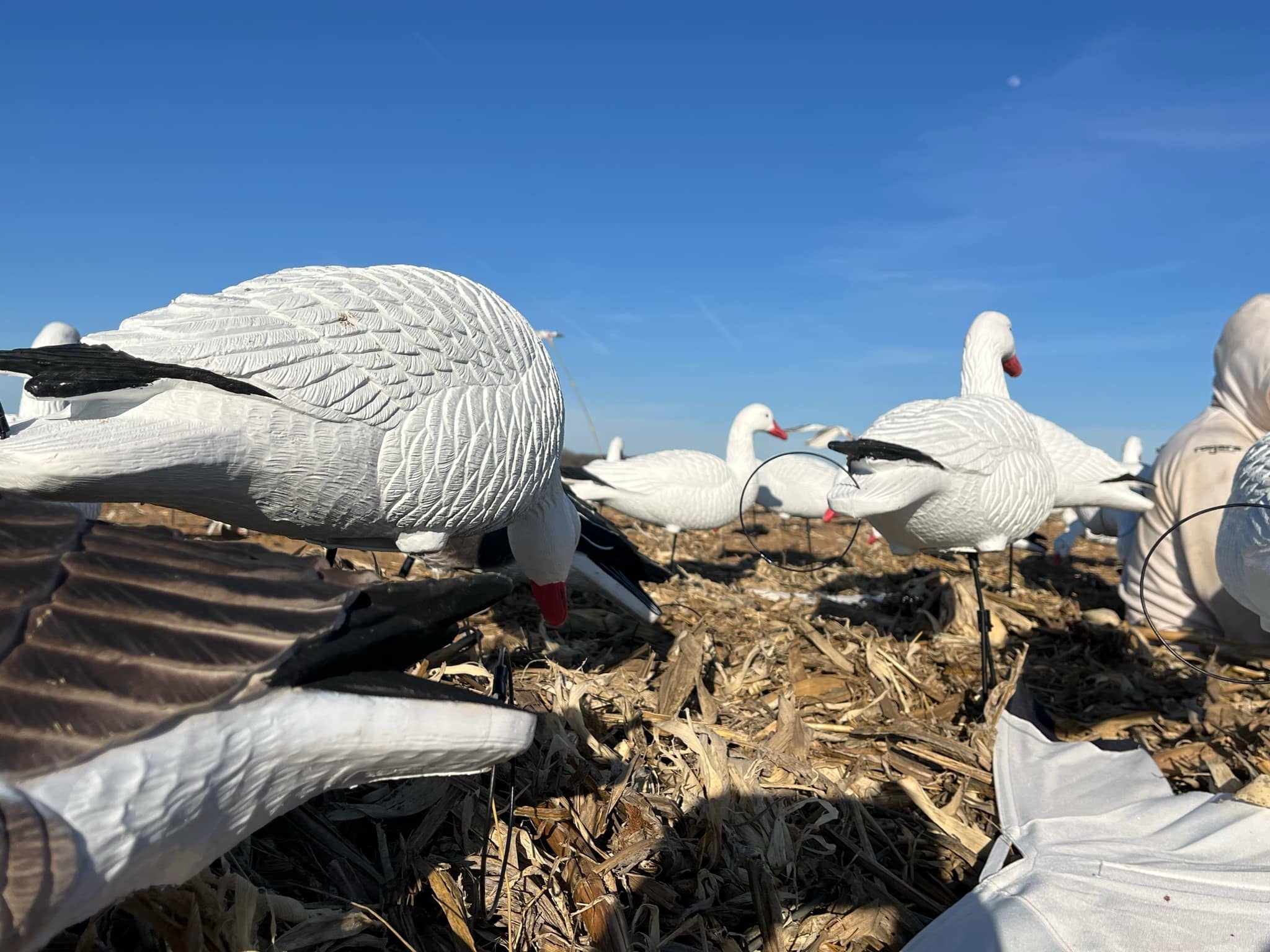 Full Body Snow Goose Decoys "PE Plastic" (hard body) - “Per 6-Pack”