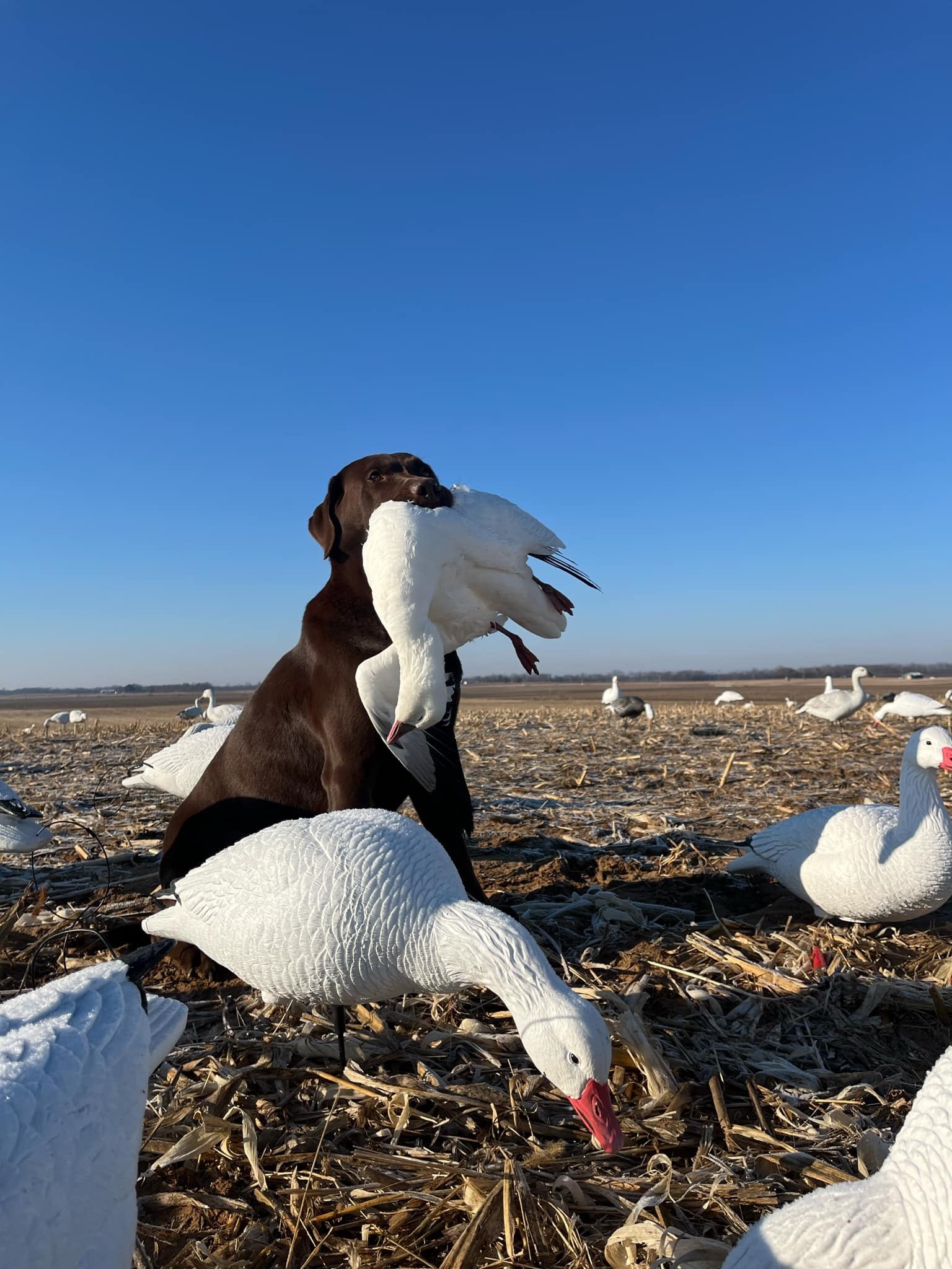 Full Body Snow Goose Decoys "PE Plastic" (hard body) - “Per 6-Pack”