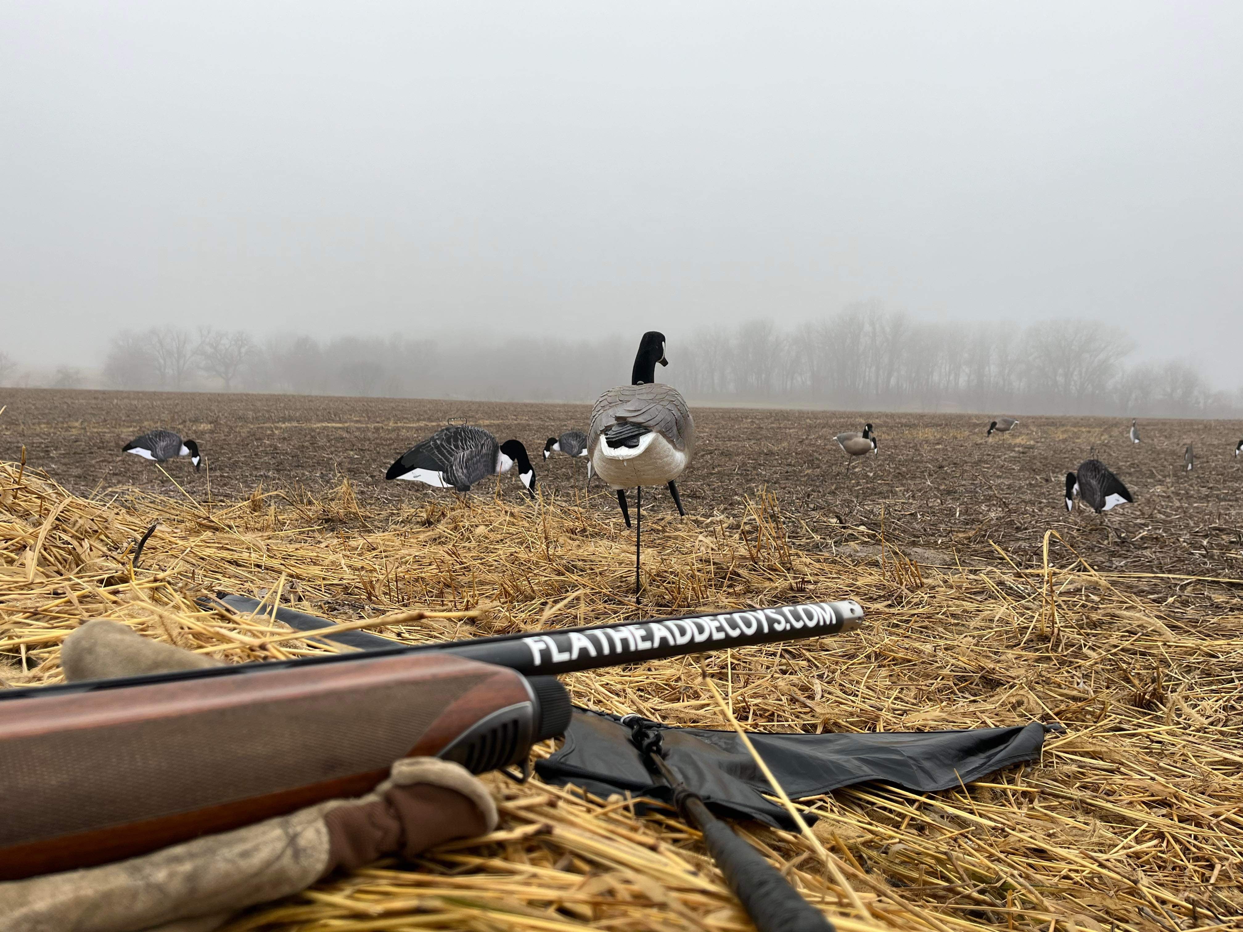 Canada Goose Silhouette Decoys w/Flocked Head” OUTFITTERS (60) PACK" FREE BAG!