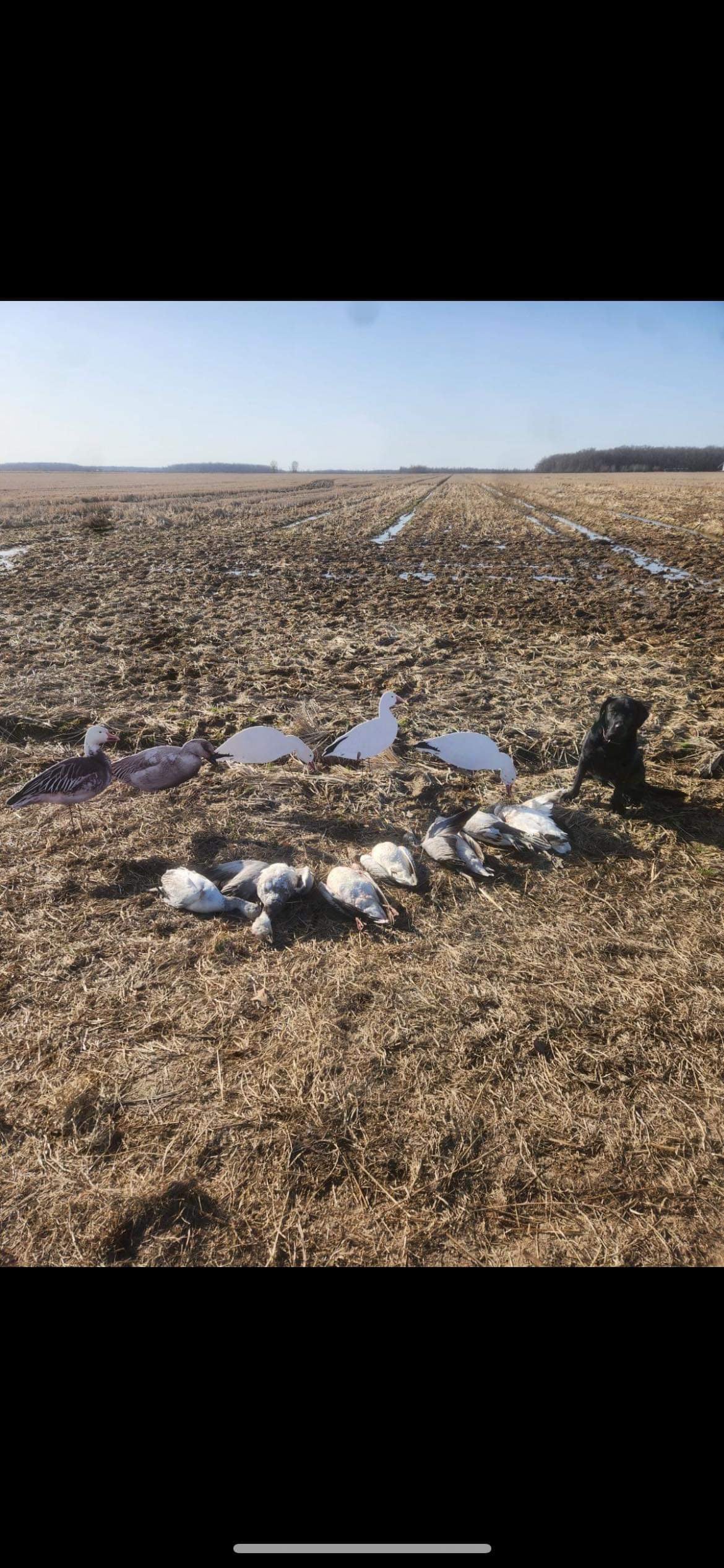 Snow Goose Variety Pack Silhouette Decoys - "Per Dozen"
