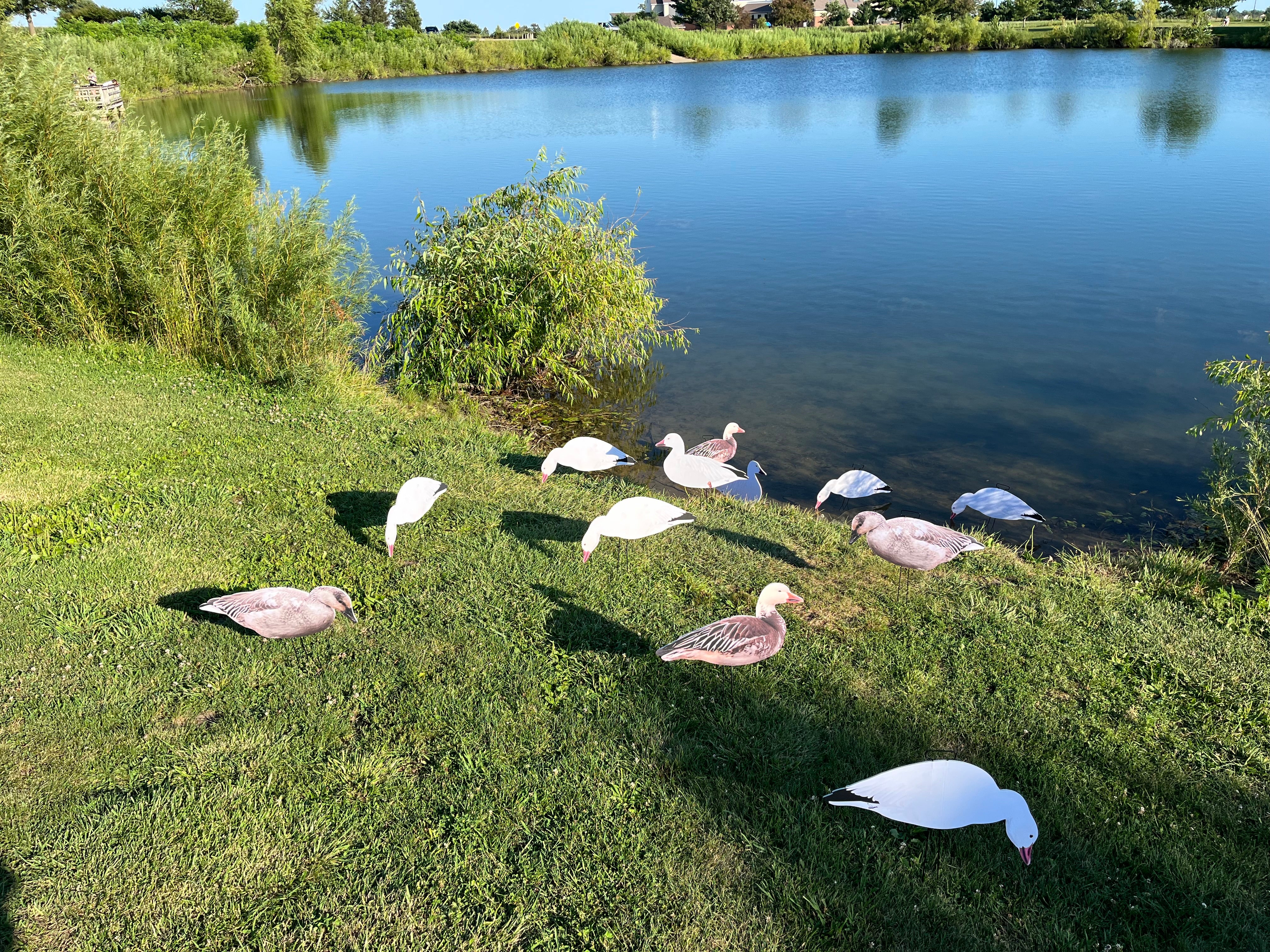Snow Goose Silhouette Decoys "Outfitters (60) Pack" with Bag