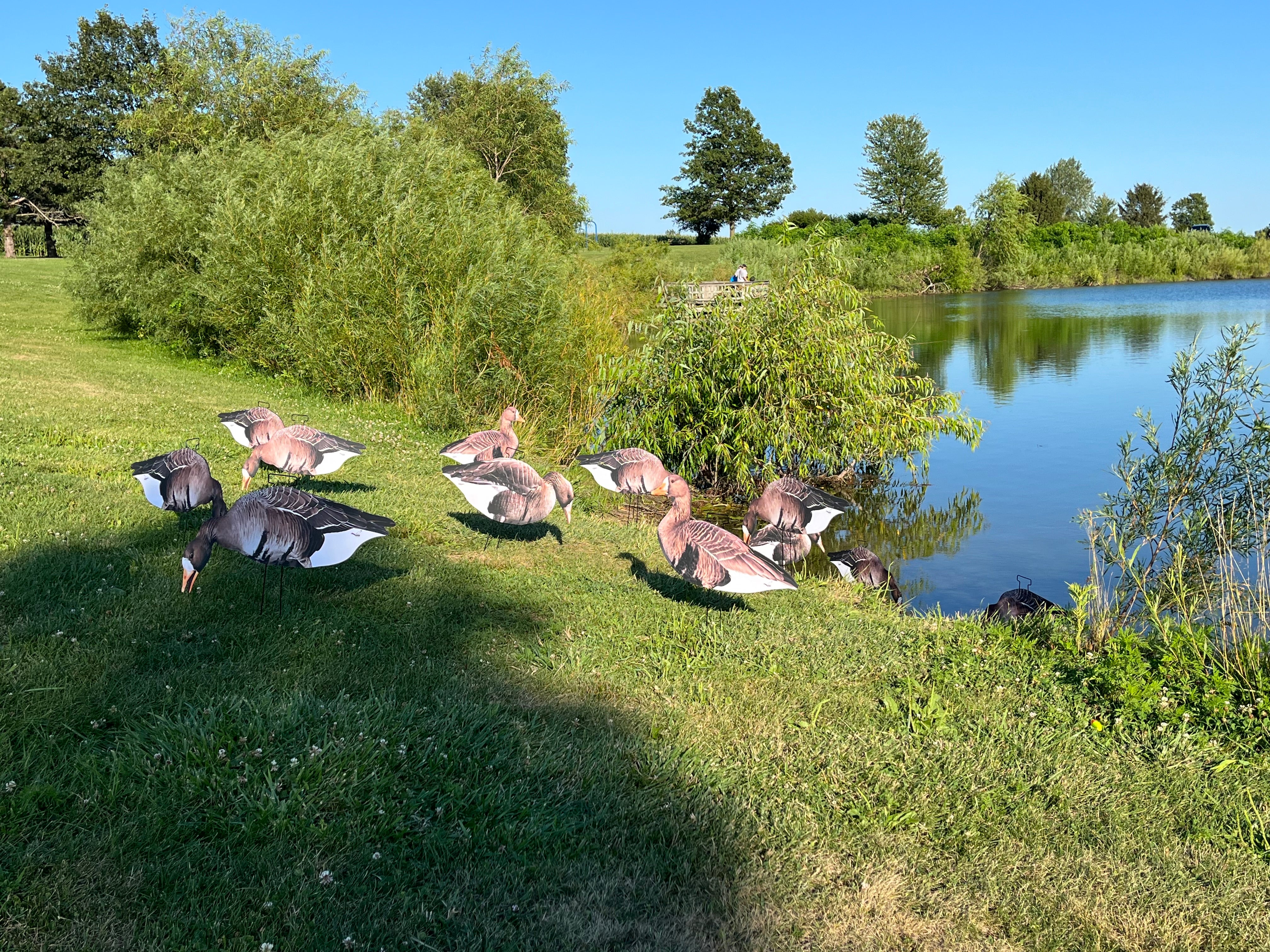 Specklebelly Goose Silhouette Decoys - "Per Dozen"