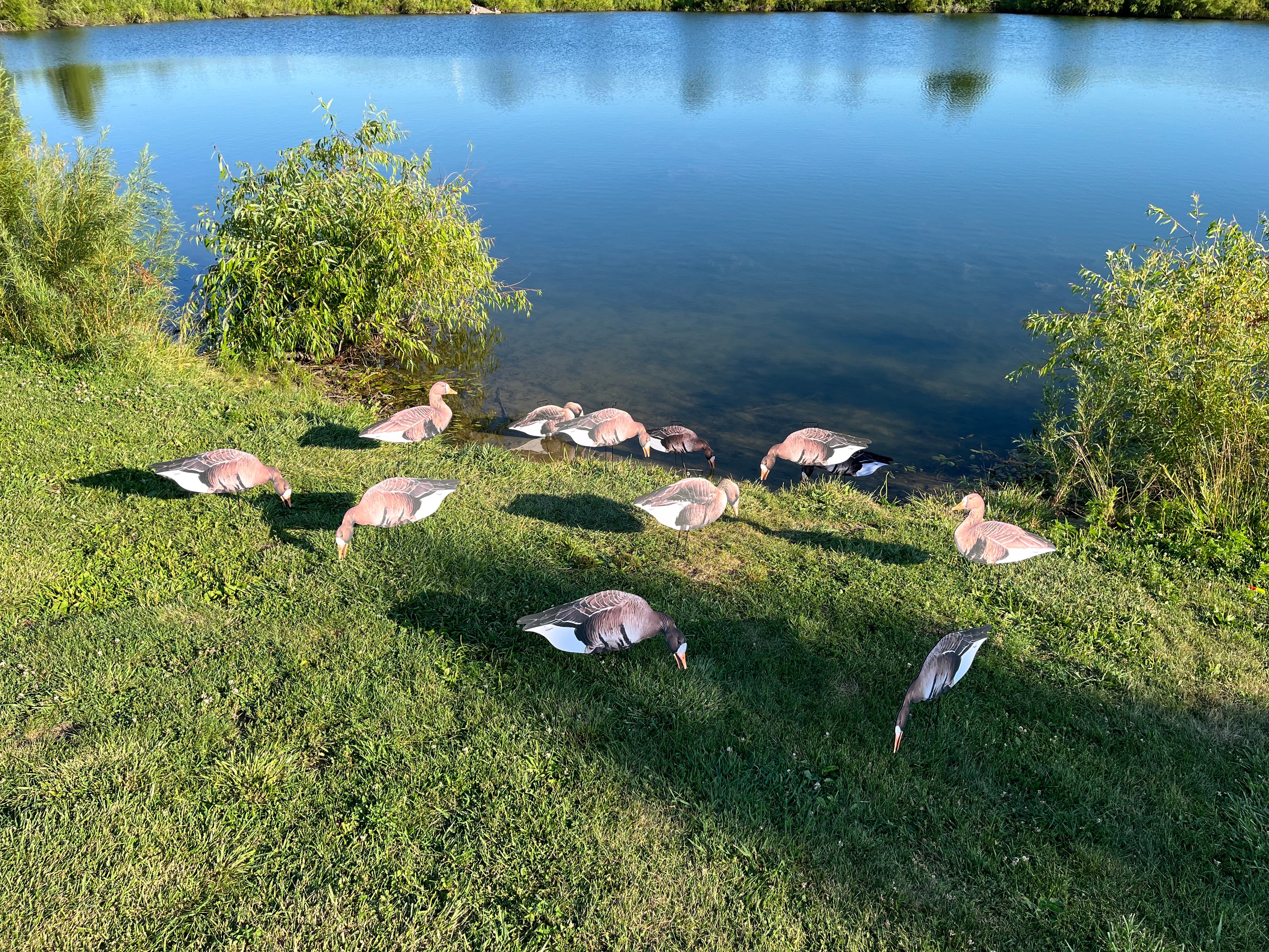 Specklebelly Goose Silhouette Decoys - "Per Dozen"
