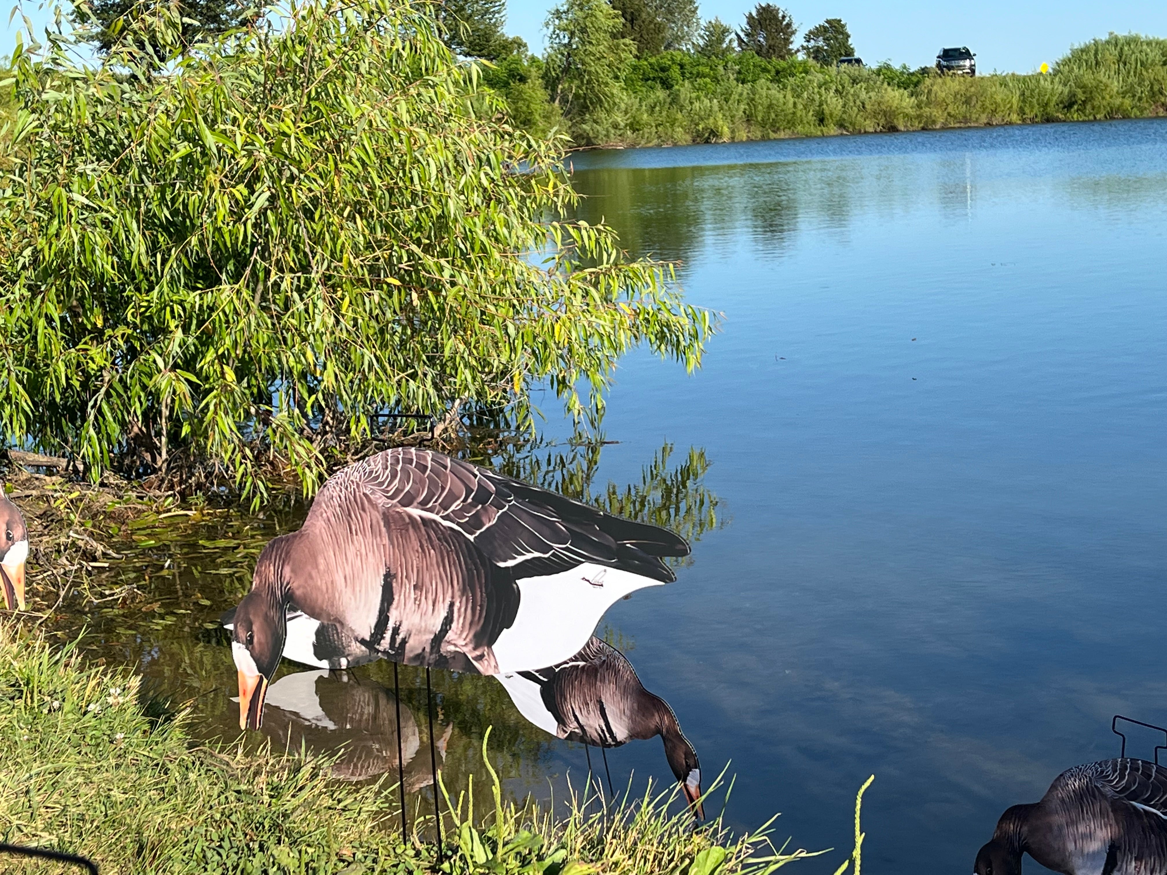 Specklebelly Goose Silhouette Decoys - "Per Dozen"