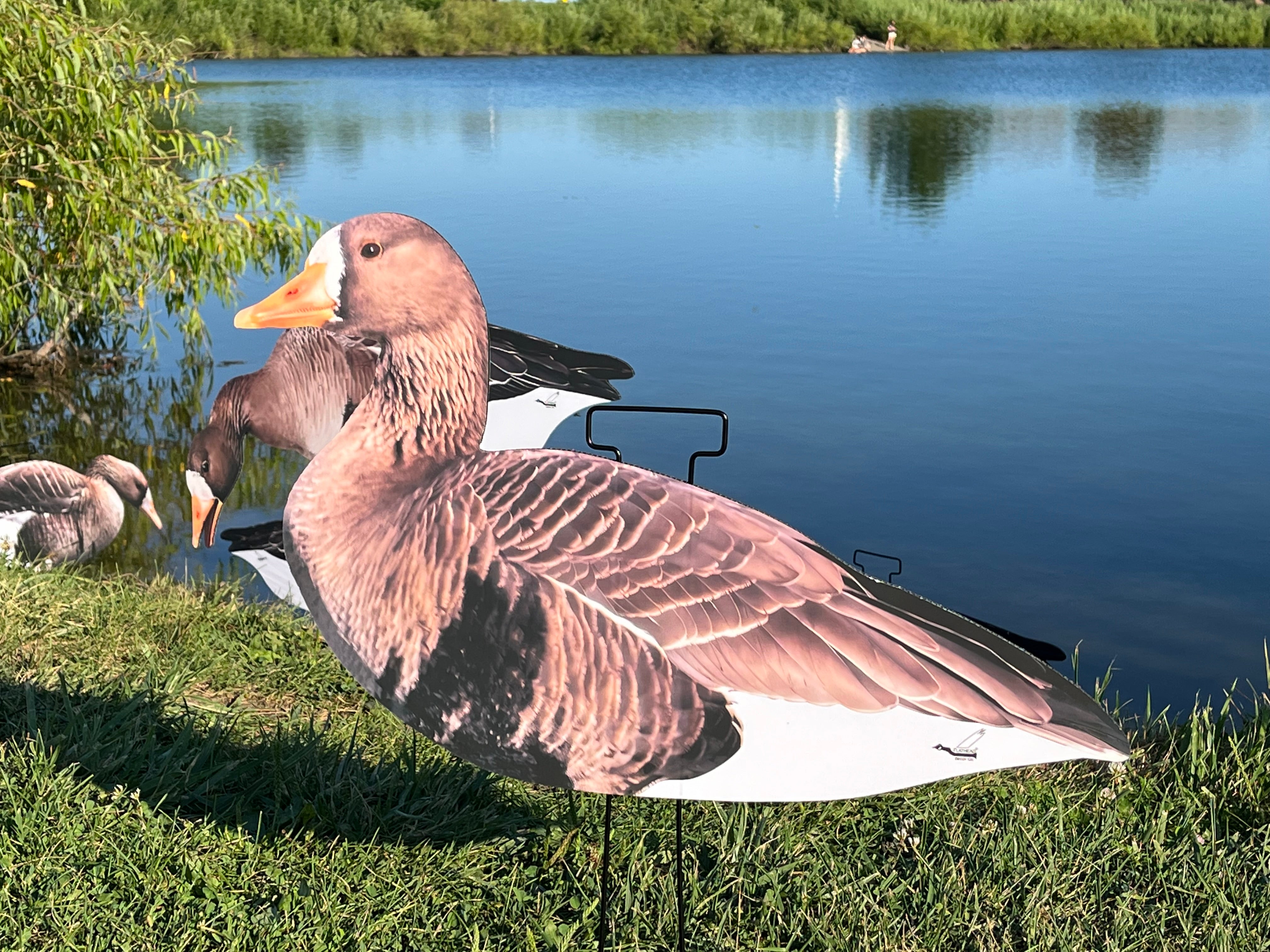 Fully Flocked Specklebelly Goose Silhouettes "OUTFITTERS PACK" FREE BAG!