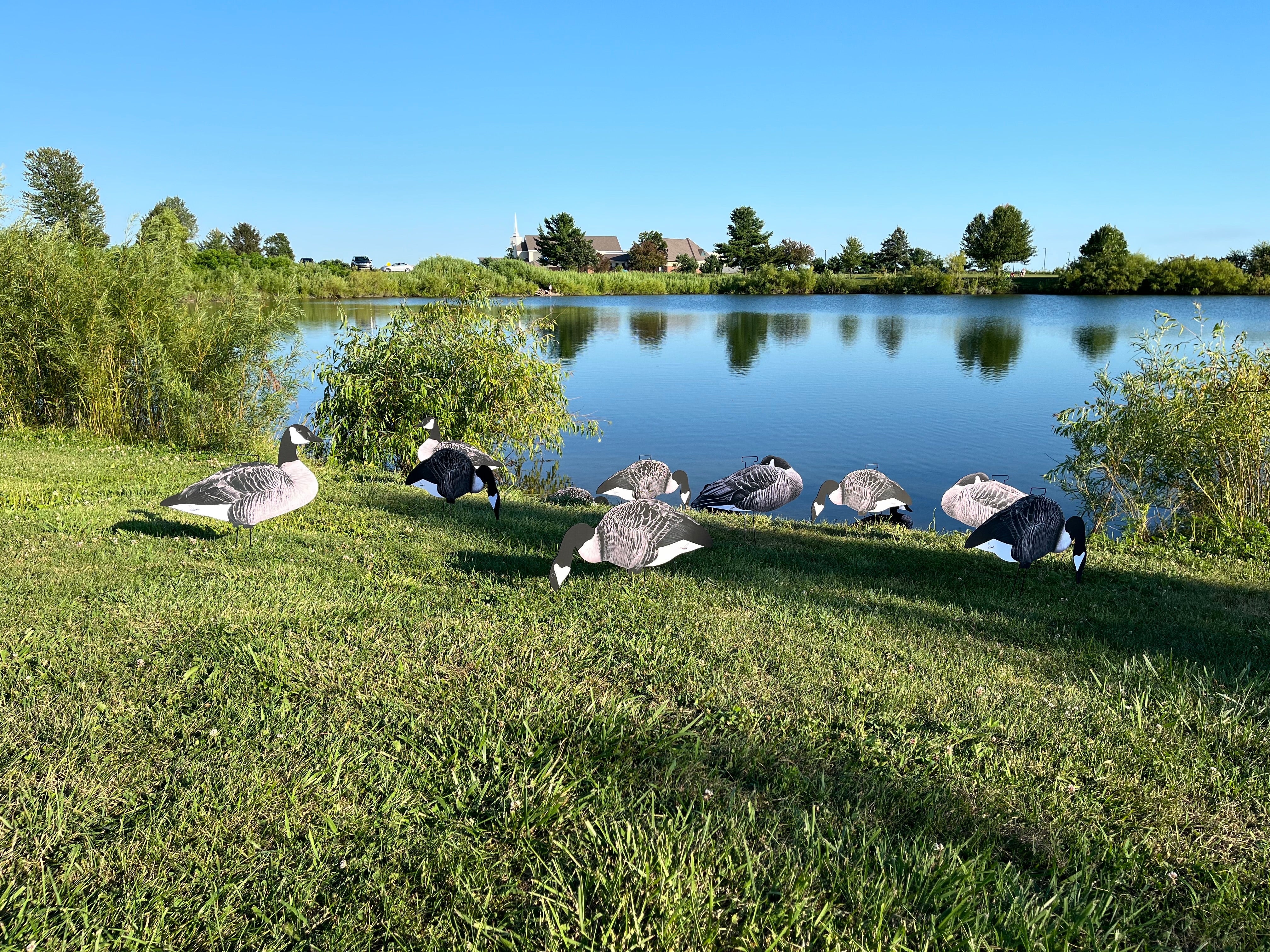 Canada Goose Silhouette Decoys "Outfitters (60) Pack" with Bag