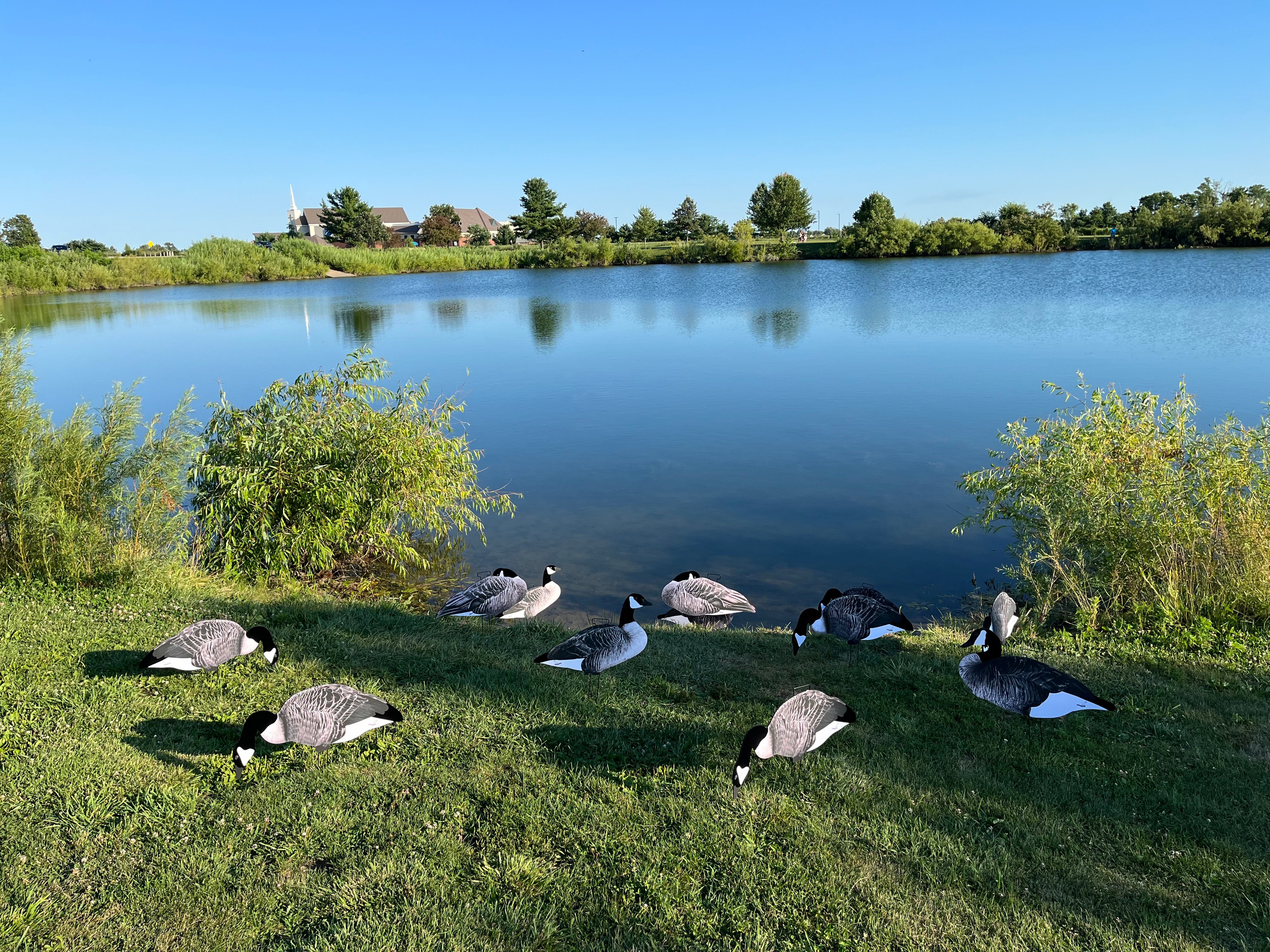Canada Goose Silhouette Decoys w/Flocked Head and Tail - "Per Dozen"