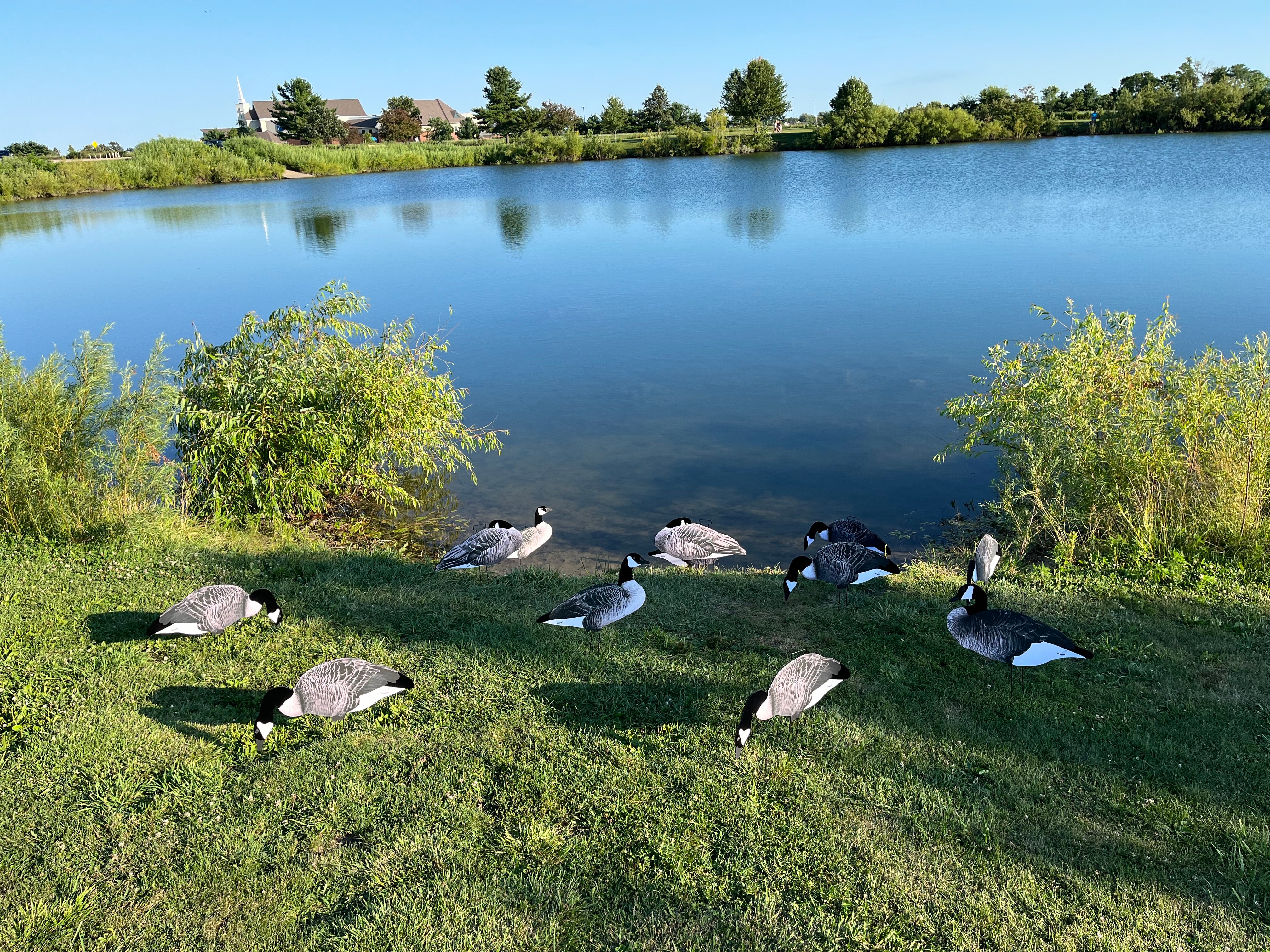 Canada Goose Silhouette Decoys w/Flocked Head” OUTFITTERS (60) PACK" FREE BAG!