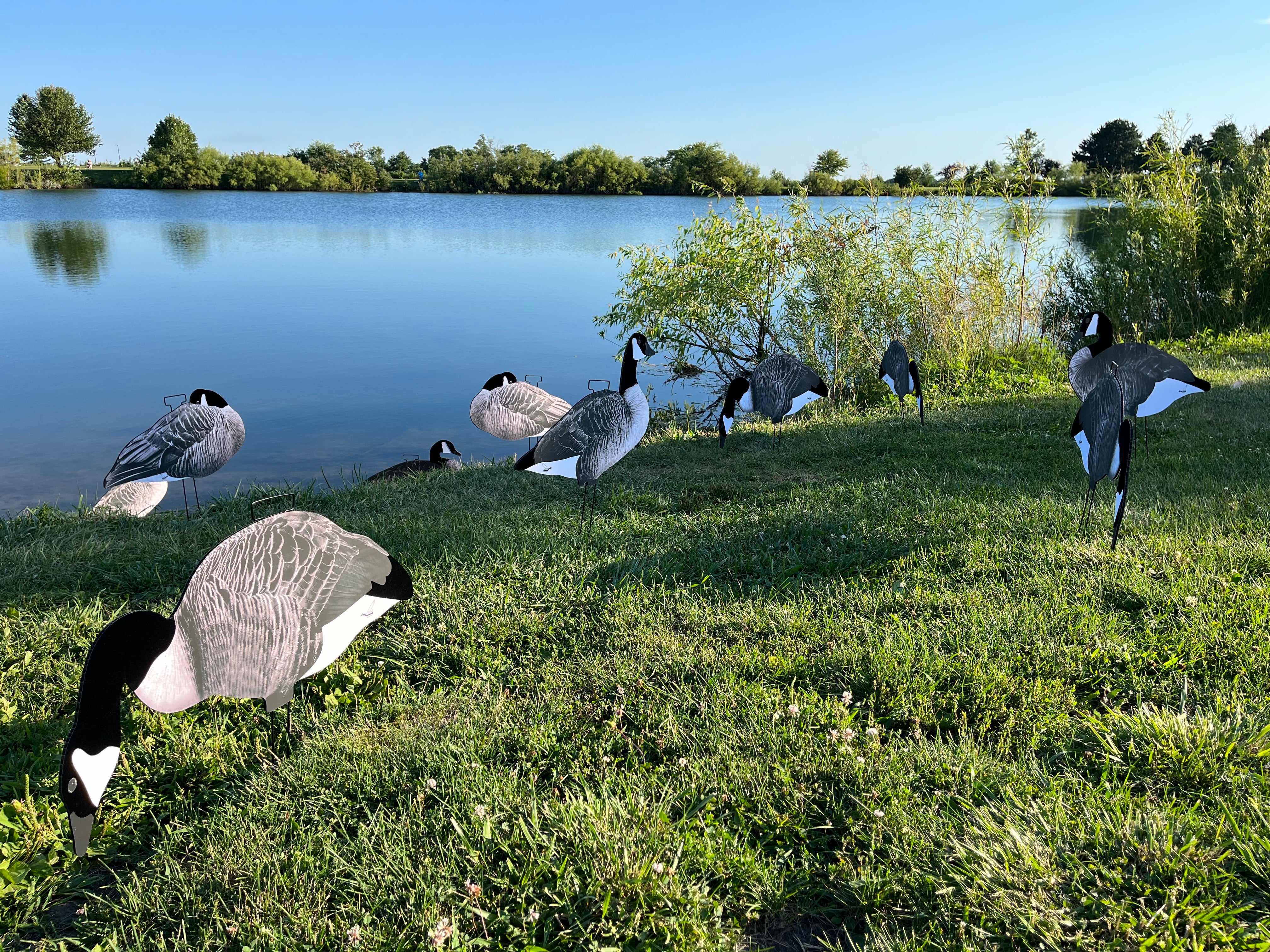 Canada Goose Silhouette Decoys w/Flocked Head” OUTFITTERS (60) PACK" FREE BAG!
