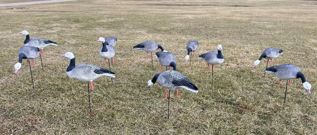 Full Body Blue Goose Decoys "EVA Plastic" - "Per Dozen"