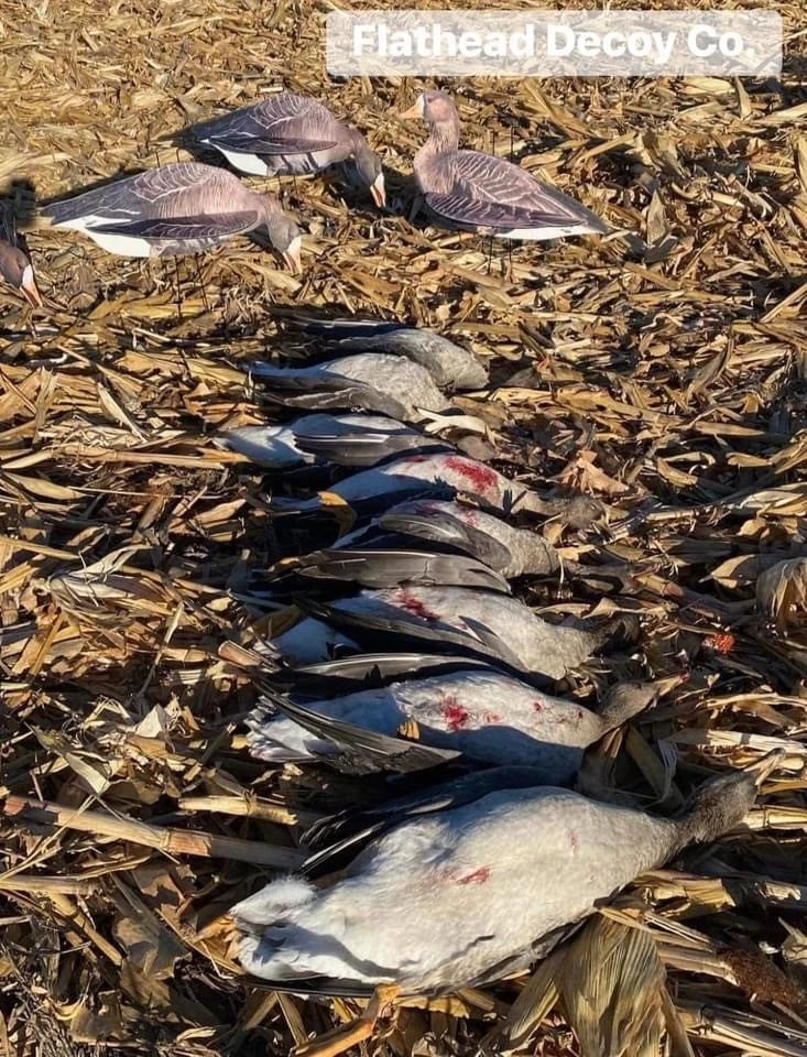 Specklebelly Goose Decoys