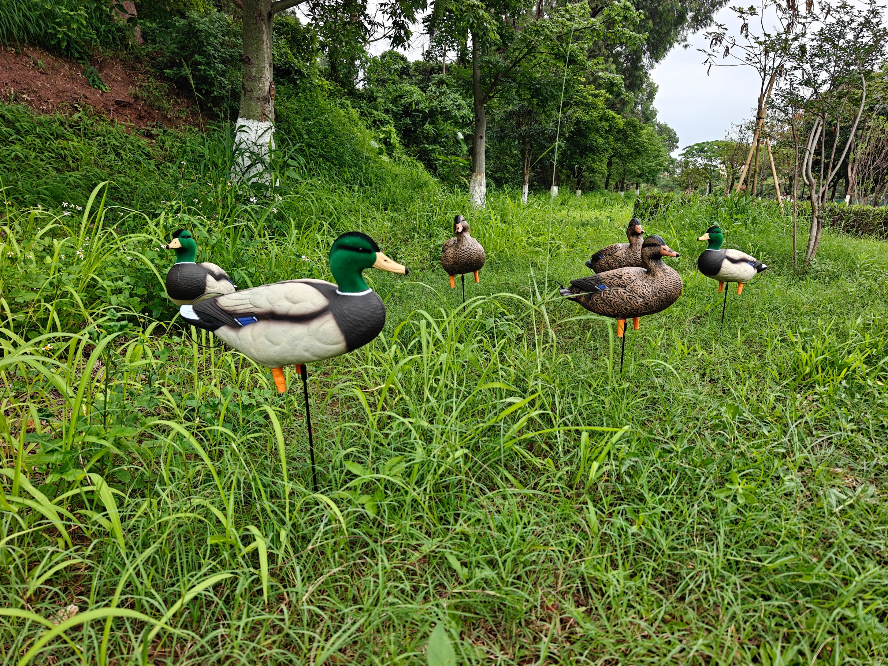 * PRE-ORDER SALE * "MAGNUM" Full Body Field Mallard Duck Decoys “PE Plastic” (hard body) FLOCKED HEADS ON DRAKES
