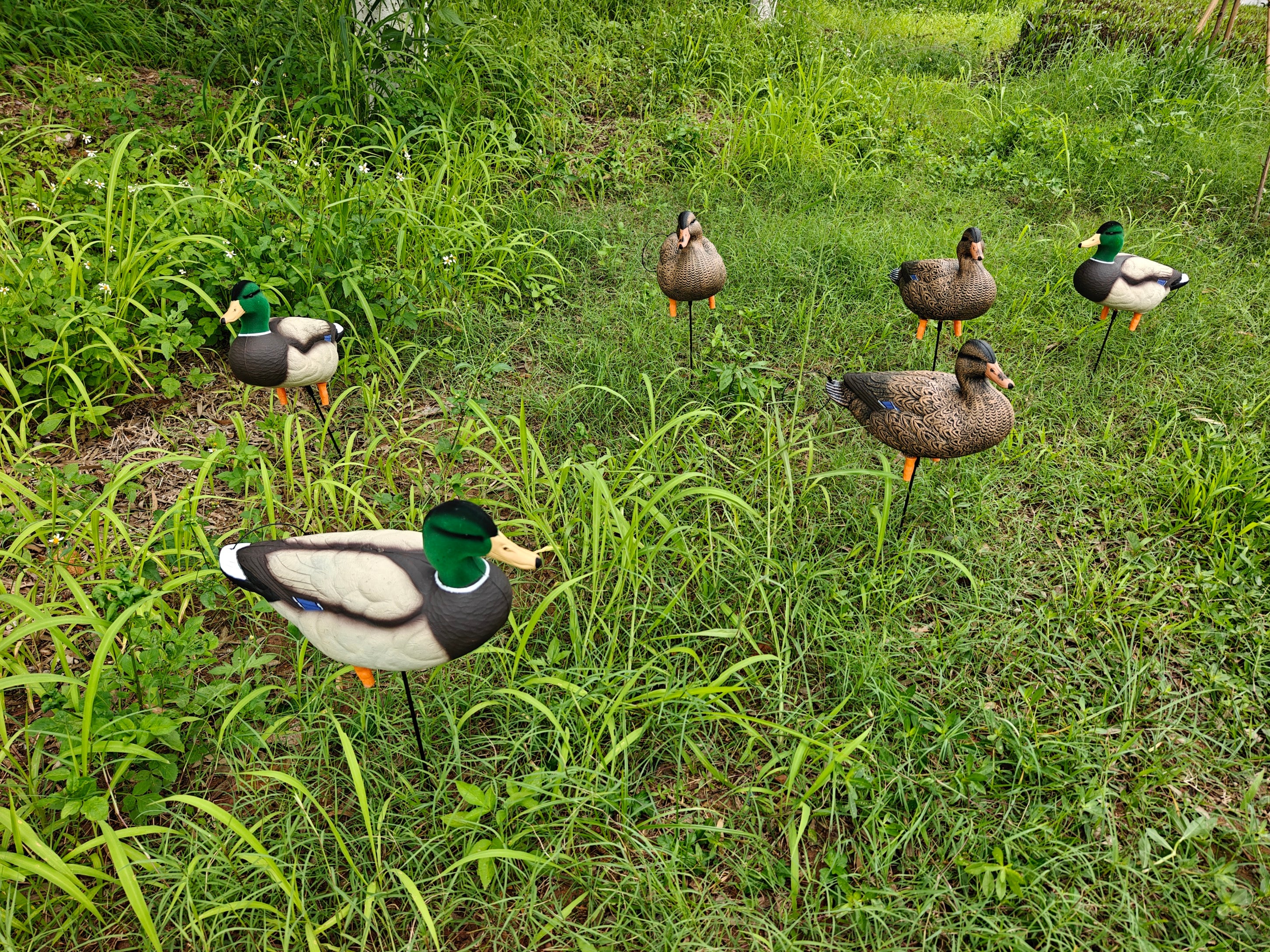 * PRE-ORDER SALE * "MAGNUM" Full Body Field Mallard Duck Decoys “PE Plastic” (hard body) FLOCKED HEADS ON DRAKES