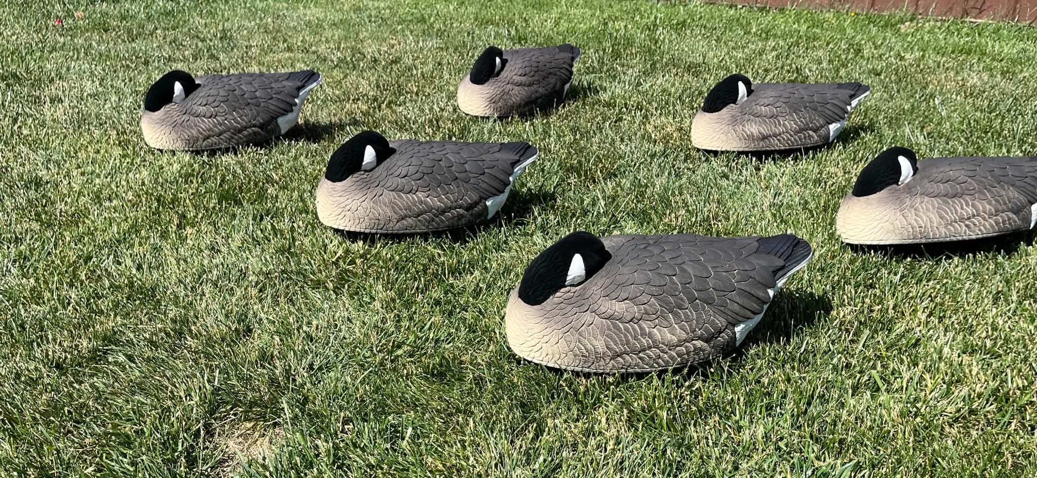 Canada Goose Sleeper Floater Decoys "PE Plastic" (hard body) "Per 6-Pack"