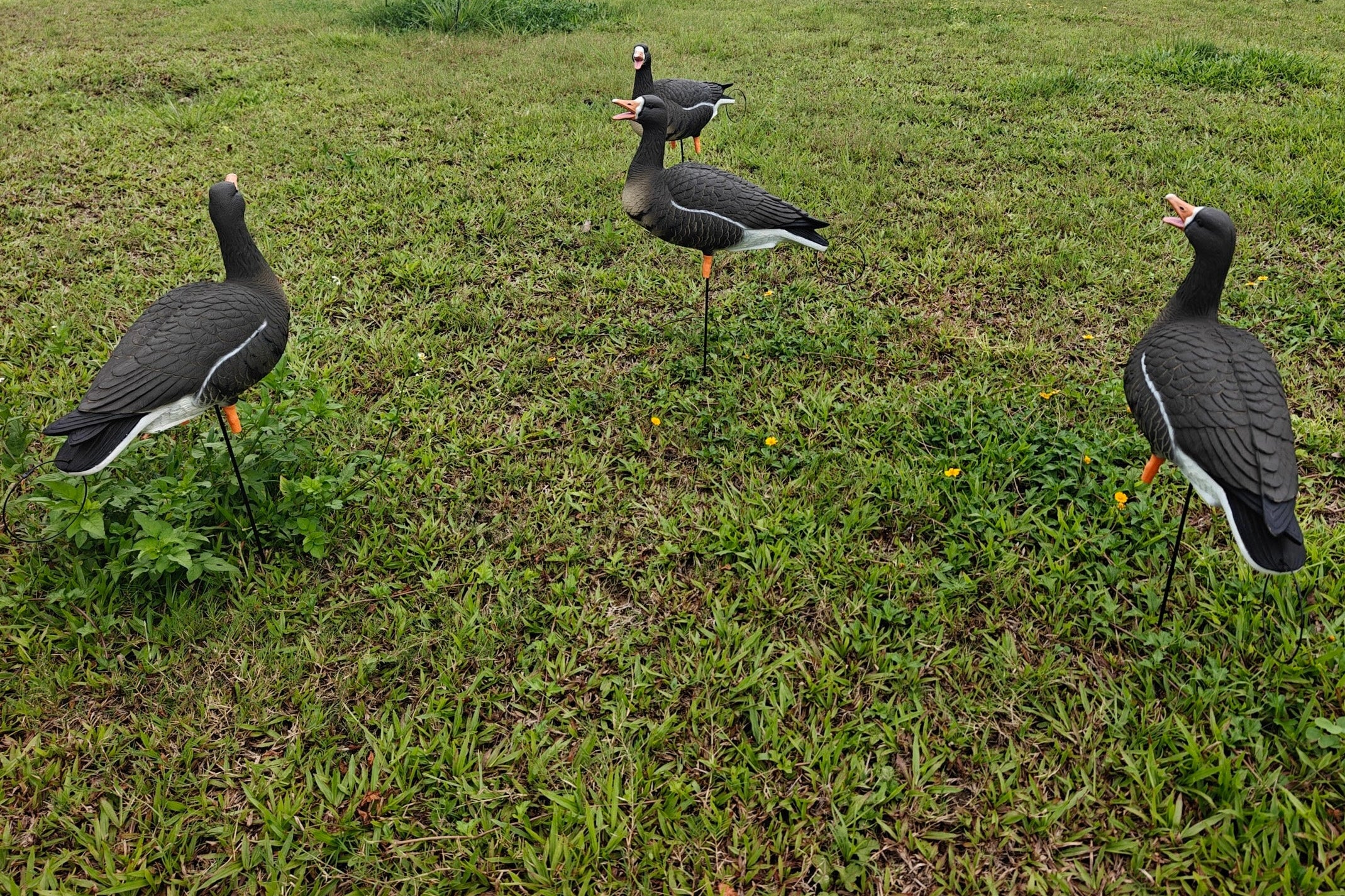 Full Body "Open Mouth" Specklebelly Goose Decoys "PE Plastic" (hard body) - "Per 4-Pack"