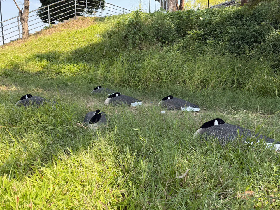 *PRE-ORDER SALE* Canada Goose Sleeper Shells "Per 6-Pack"