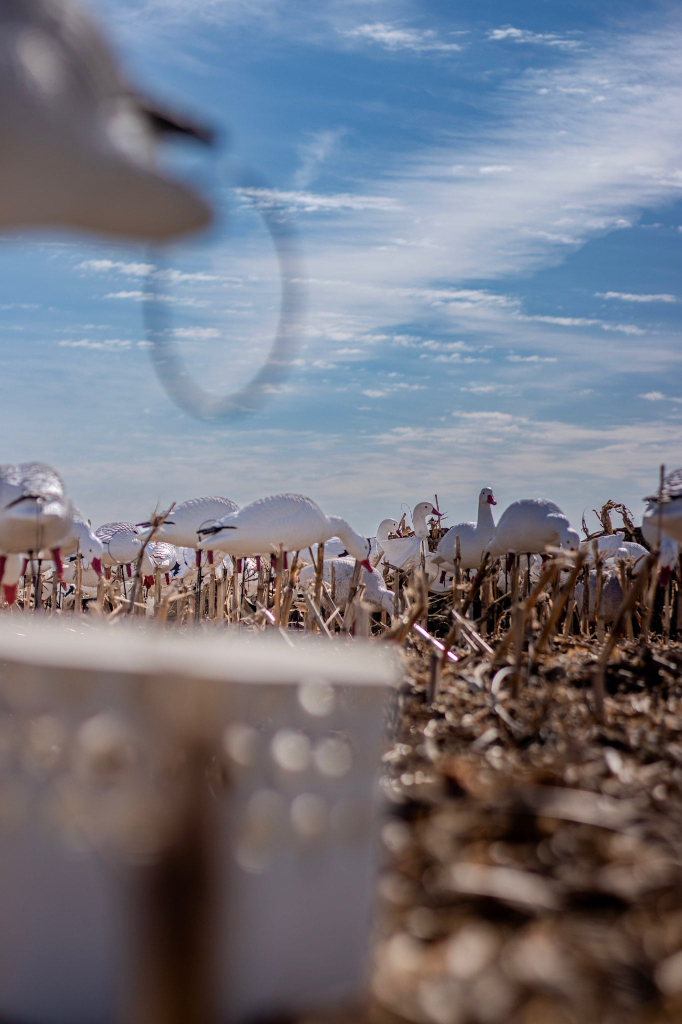 Full Body Snow Goose Decoys "PE Plastic" (hard body) with Square Bases - "Per 6-Pack"