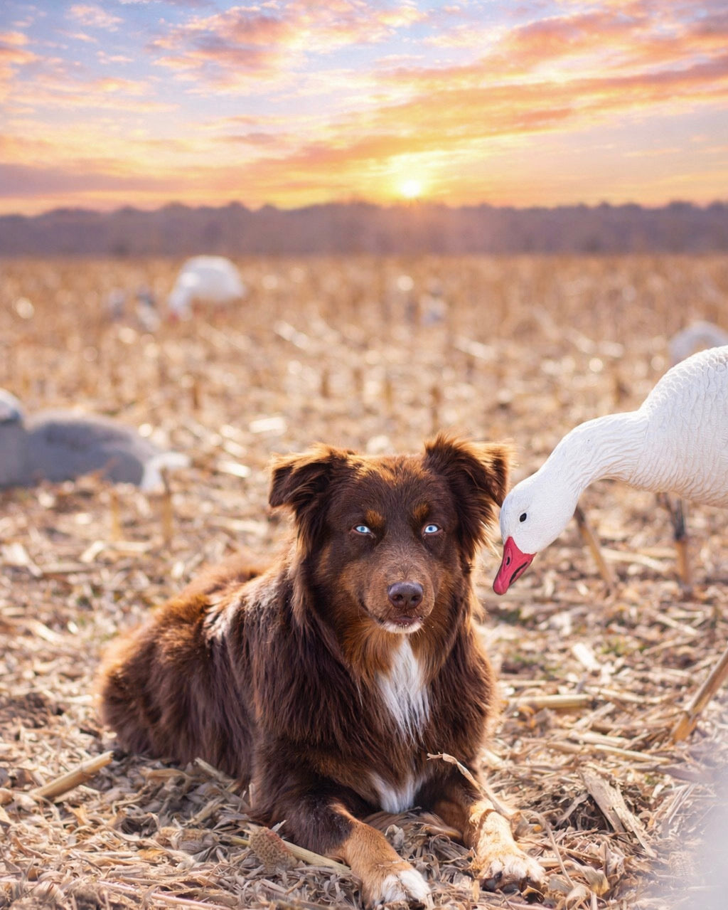 Full Body Snow Goose Decoys "PE Plastic" (hard body) with Square Bases - "Per 6-Pack"