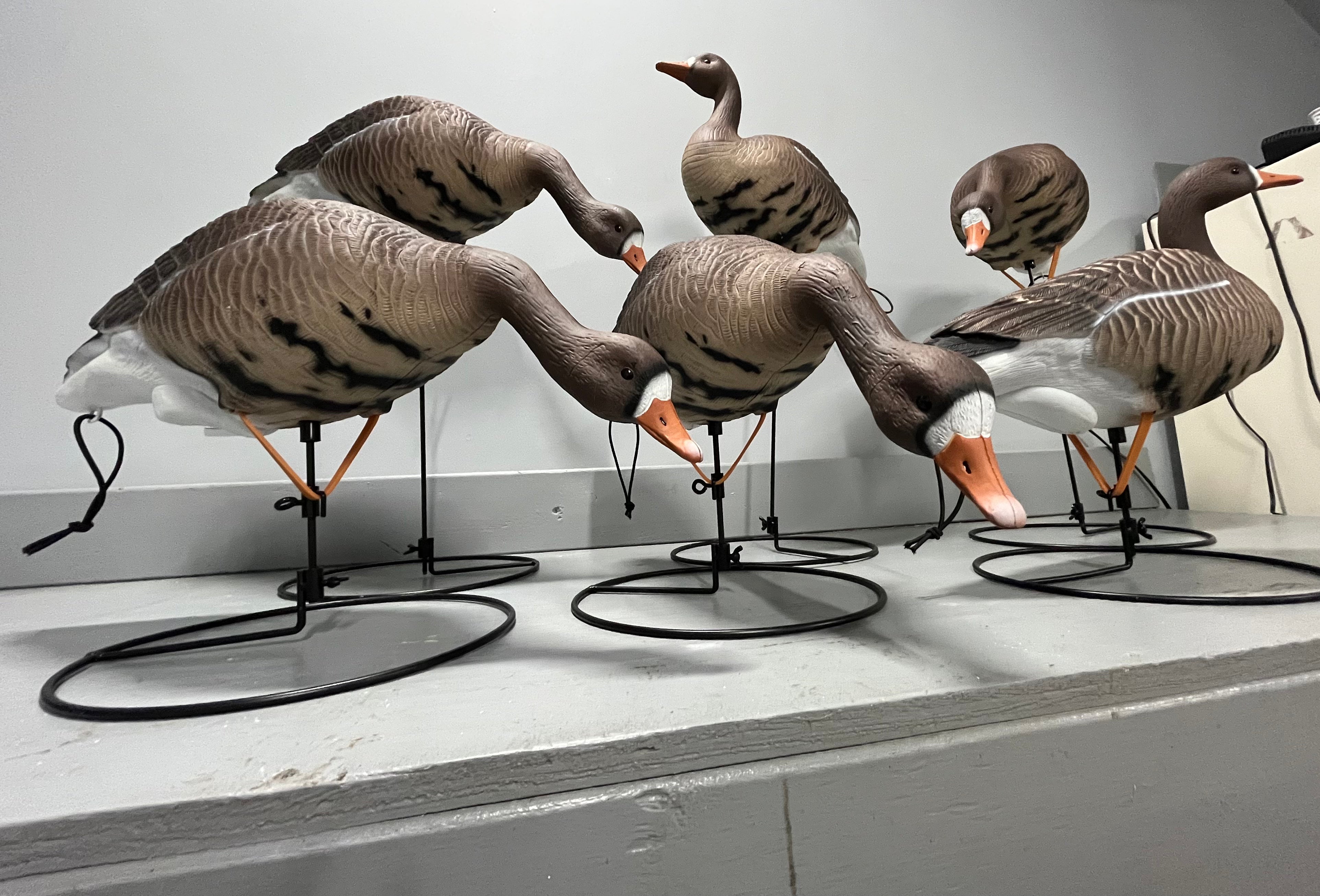 Specklebelly Goose Decoys