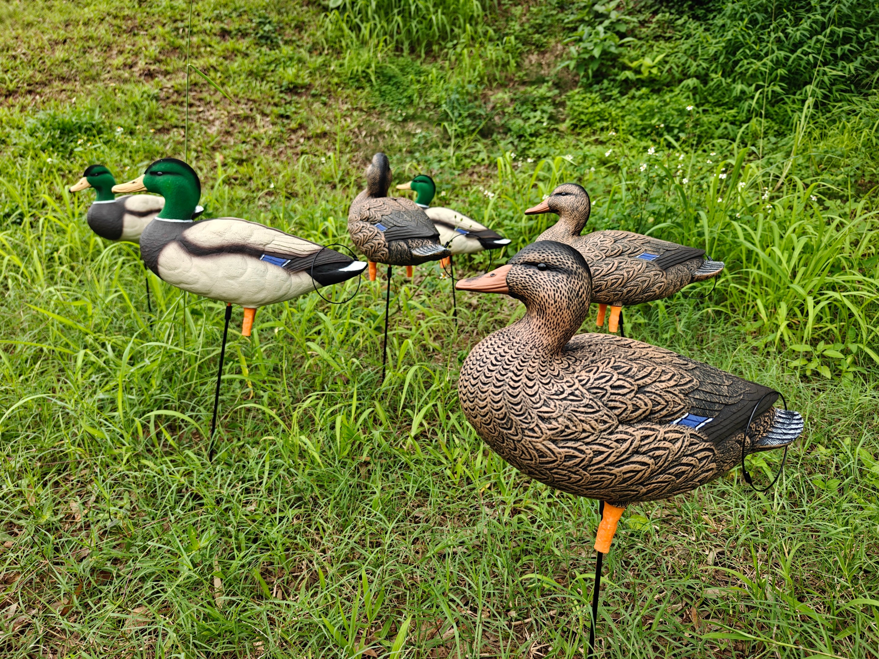* PRE-ORDER SALE * "MAGNUM" Full Body Field Mallard Duck Decoys “PE Plastic” (hard body) FLOCKED HEADS ON DRAKES