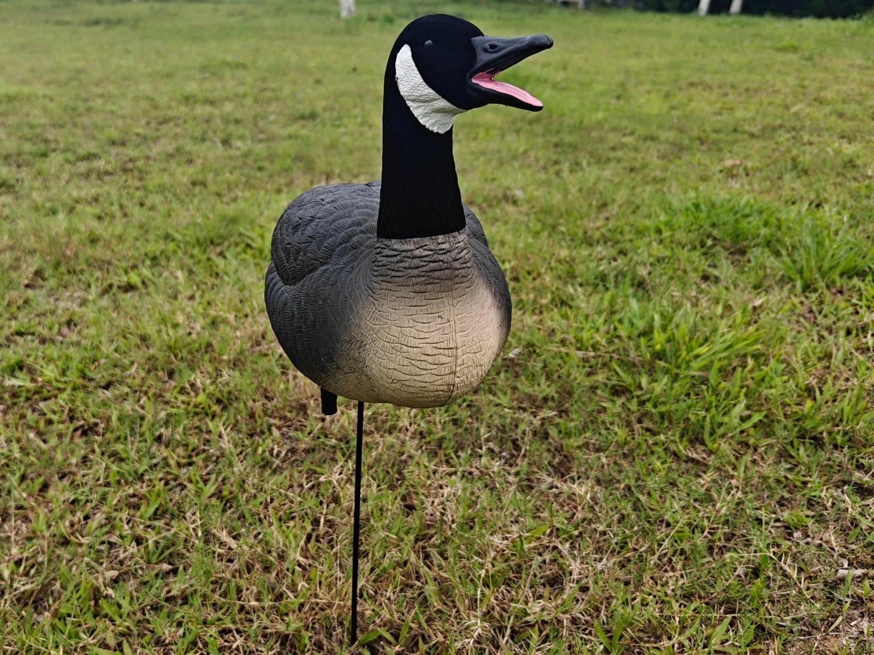 Full Body "Open Mouth" Lesser Canada Goose Decoys "PE Plastic" (hard body) - "Per 4-Pack"