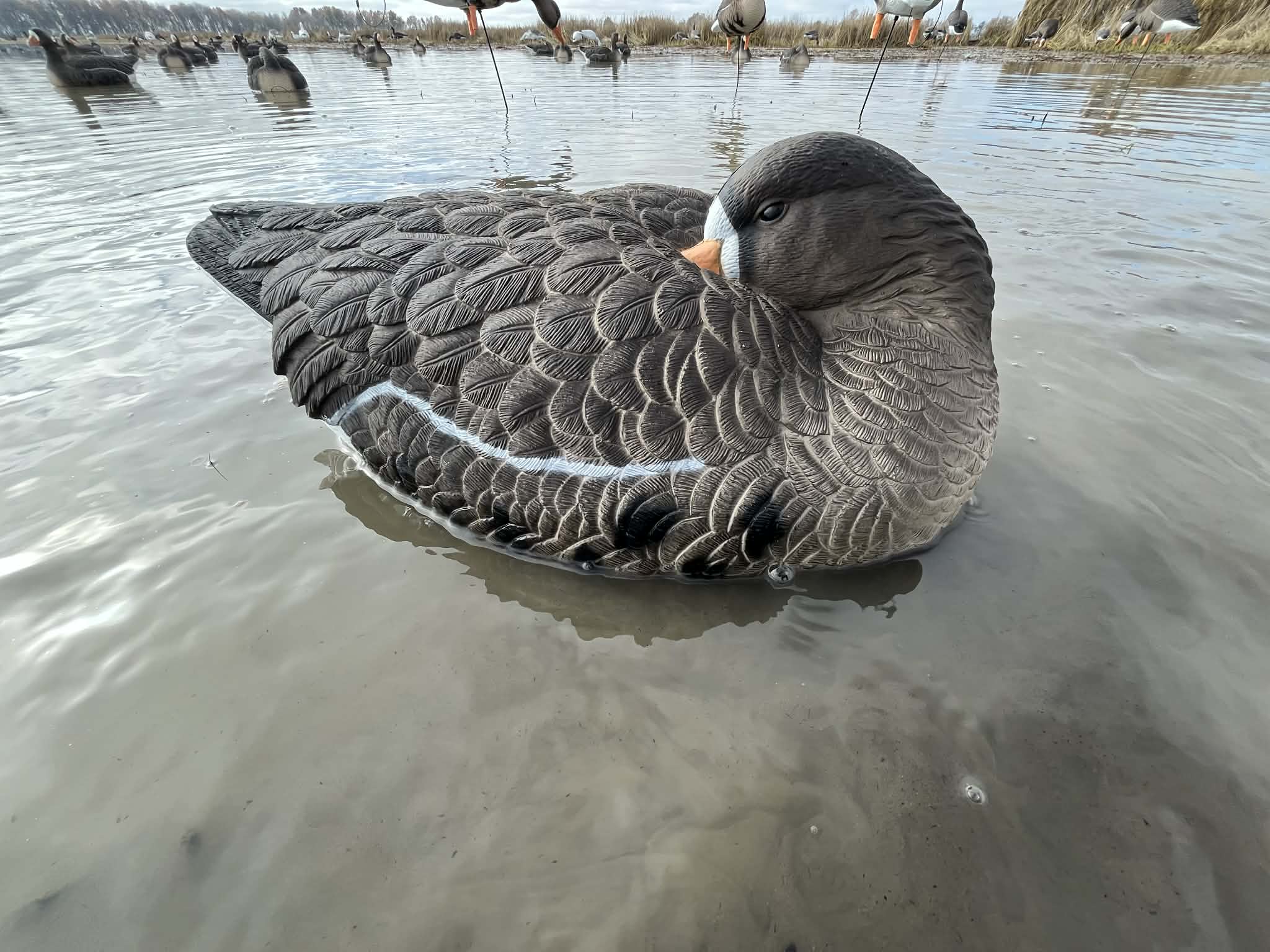 Specklebelly Goose Sleeper Floater Decoy "PE Plastic" (hard body) “Per 6-Pack”