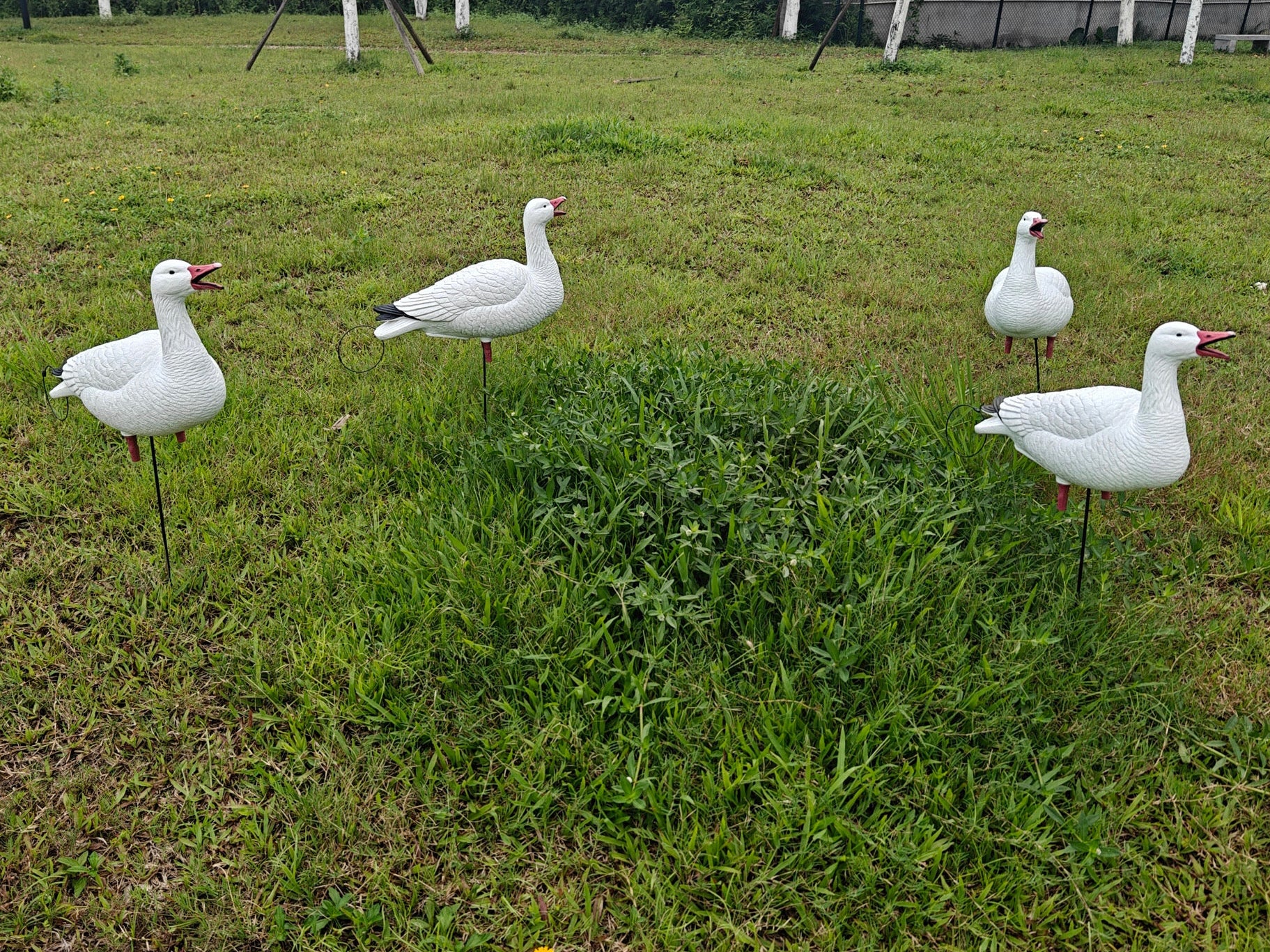 Full Body "Open Mouth" Snow Goose Decoys "PE Plastic" (hard body) - "Per 4-Pack"