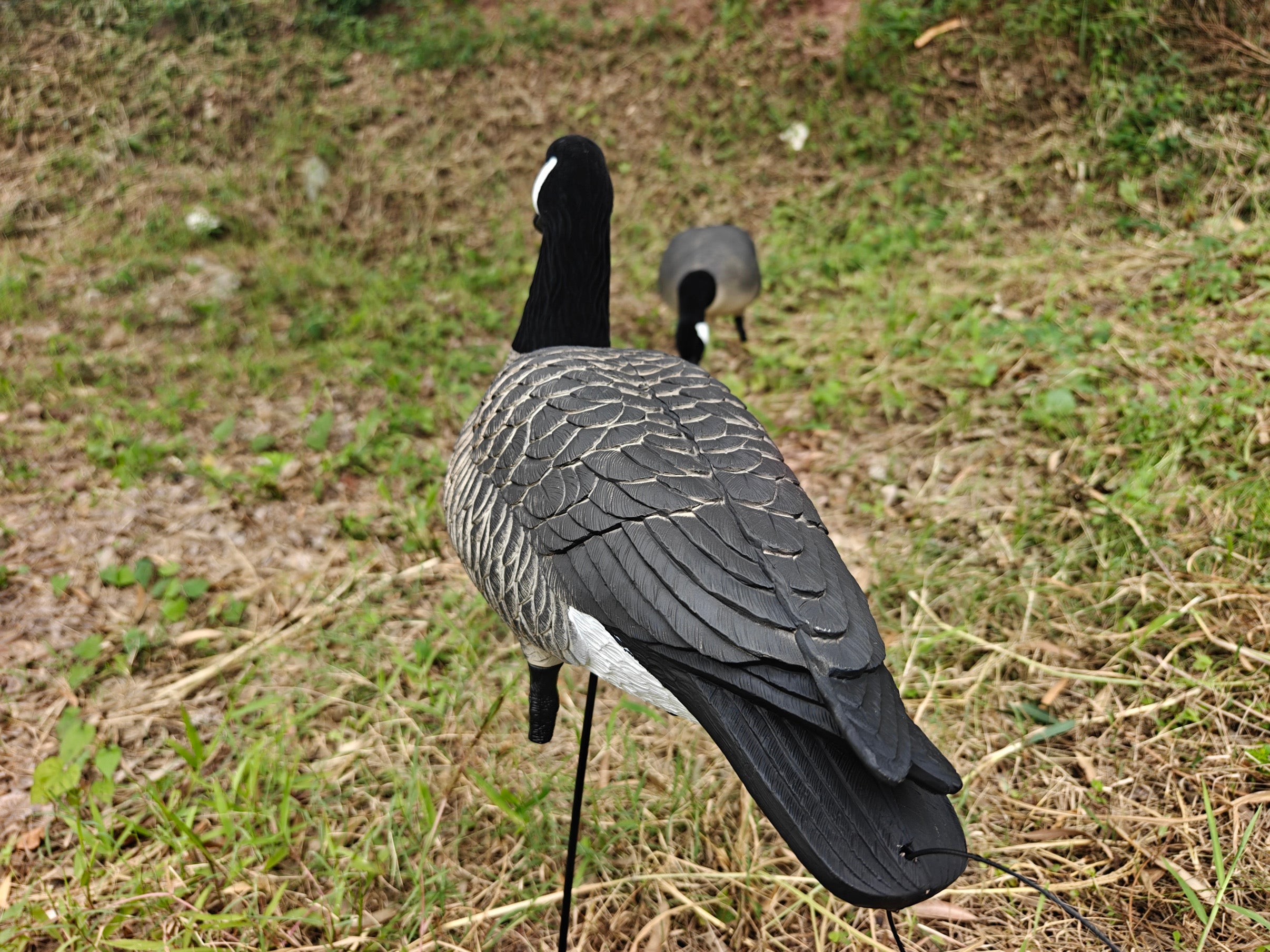 Full Body "Lesser" Canada Goose Decoys "PE Plastic" (hard body) - "Per 6-Pack"